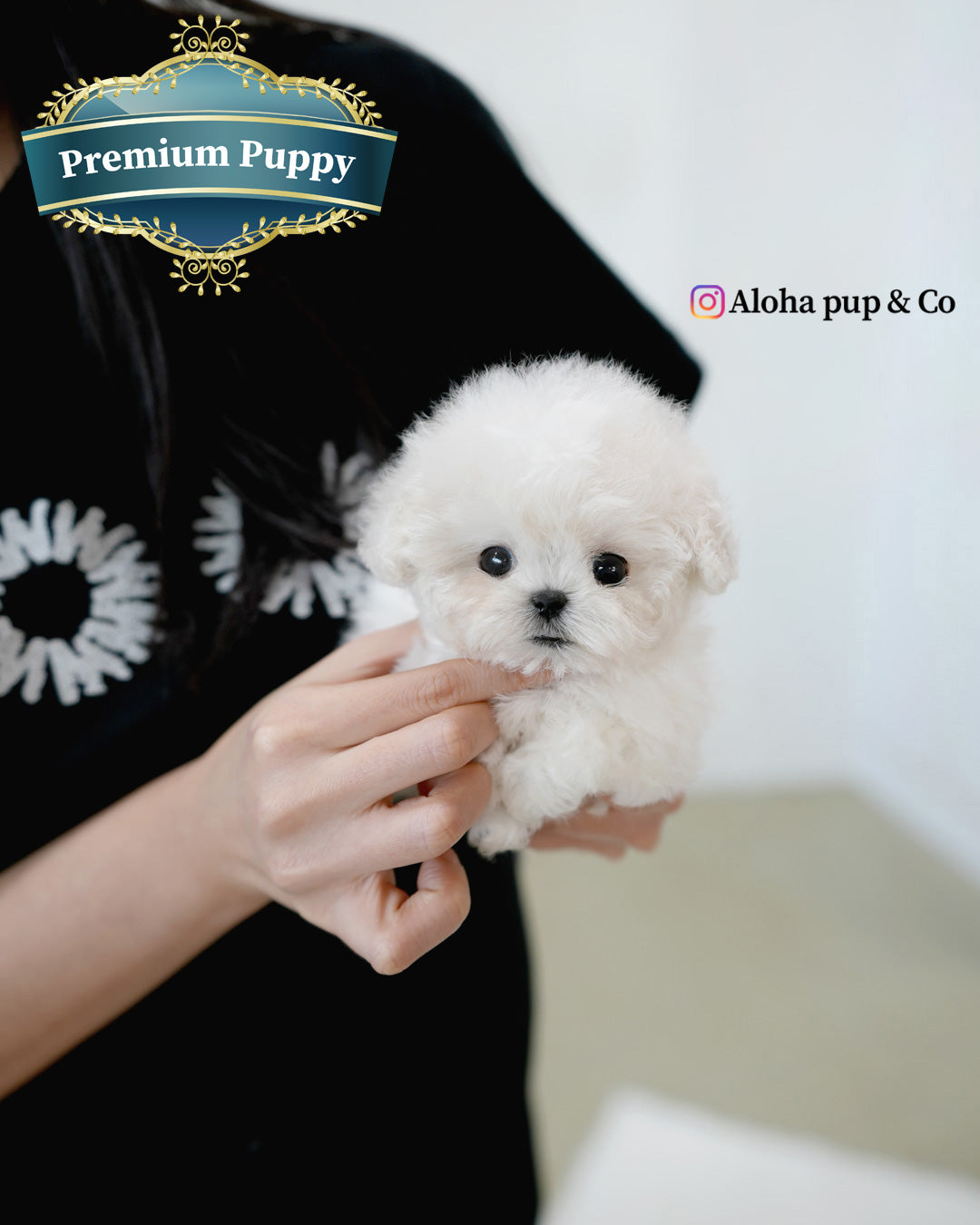 Bubble [TEACUP BICHON]
