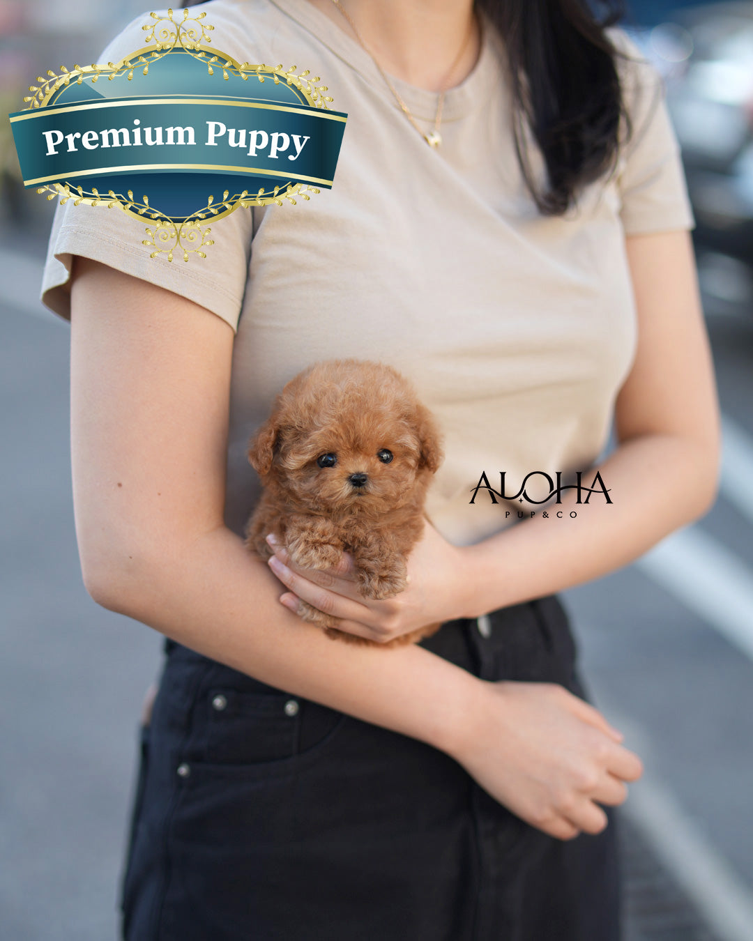 Cara [TEACUP POODLE]