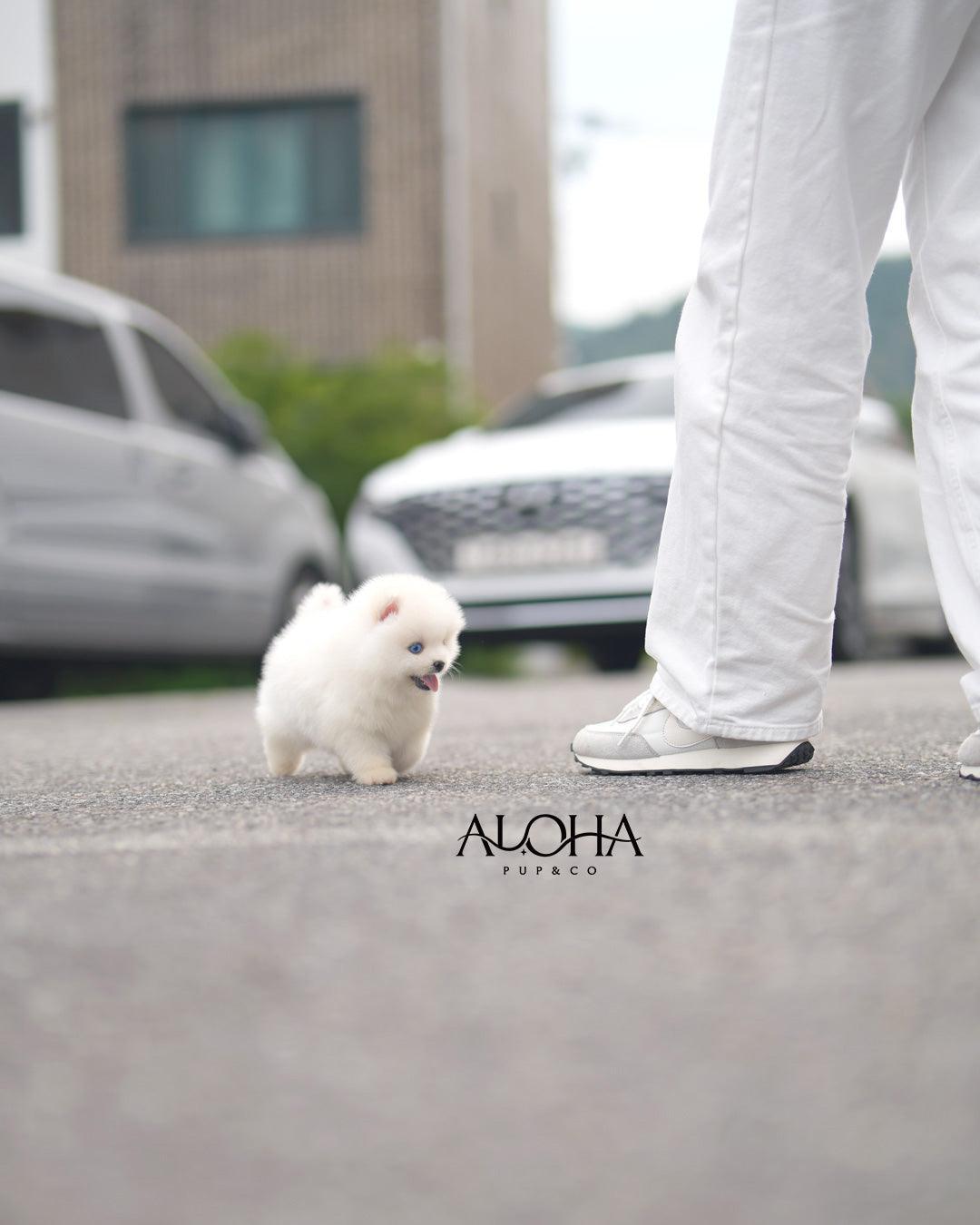 Ian [Mini POMSKY]