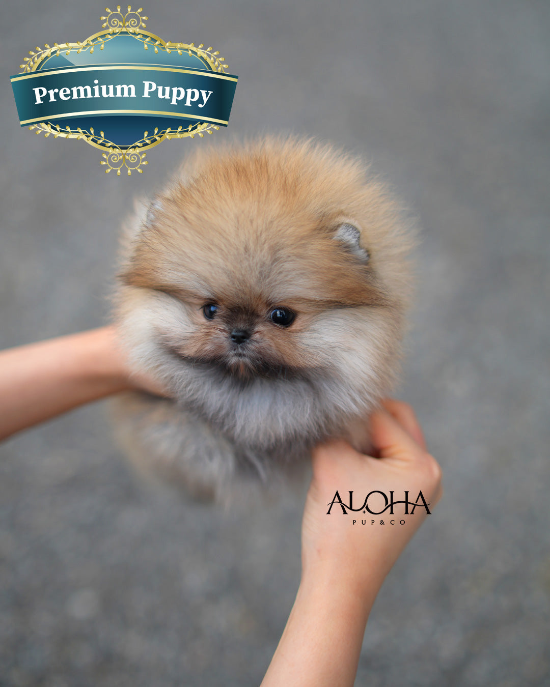 Celine [TEACUP POMERANIAN]