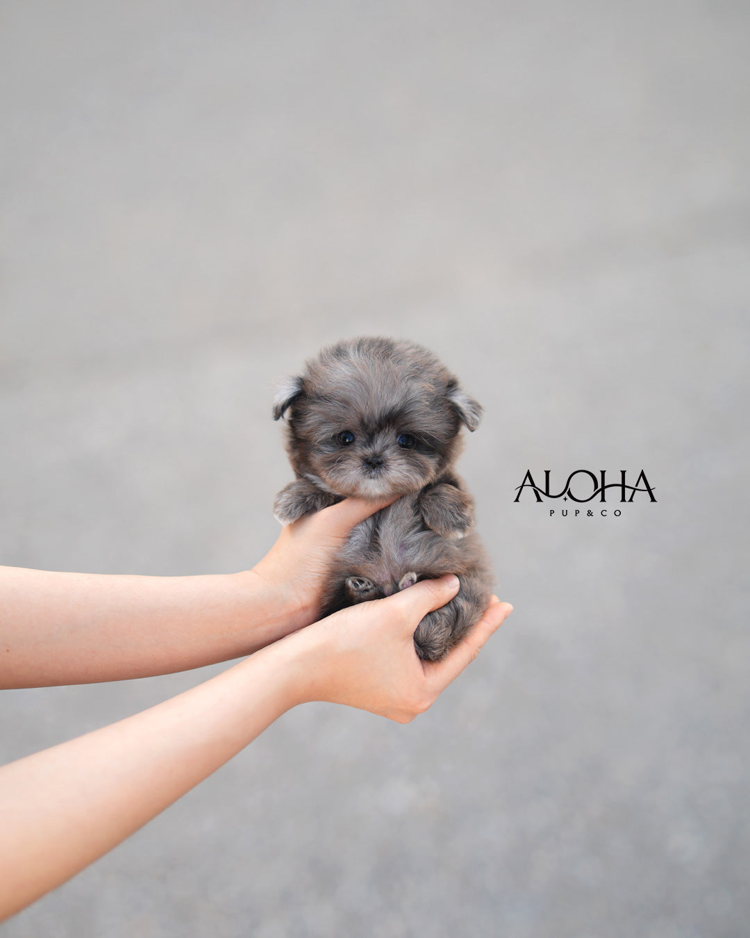 Fofo [TEACUP MALTIPOO]