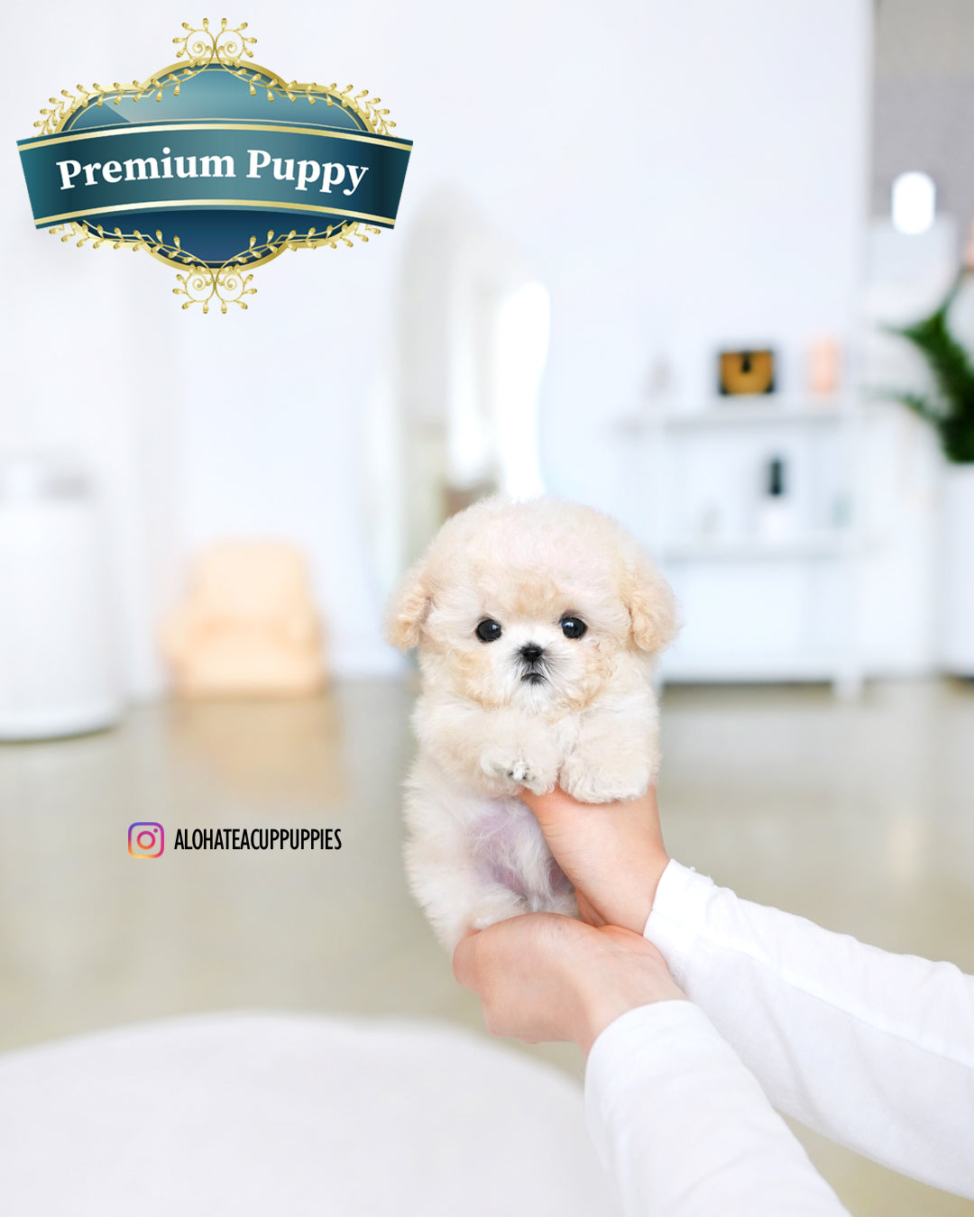 Mochi [TEACUP POODLE]