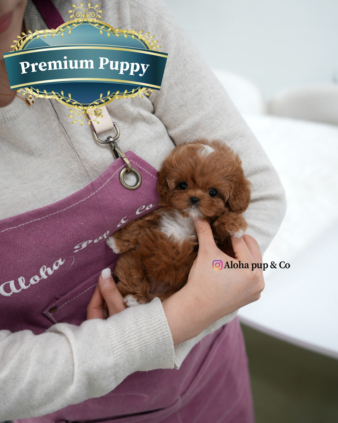 Effie [TEACUP MALTIPOO]