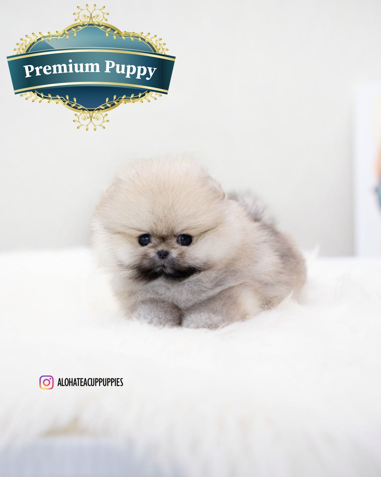 Moa [TEACUP POMERANIAN]