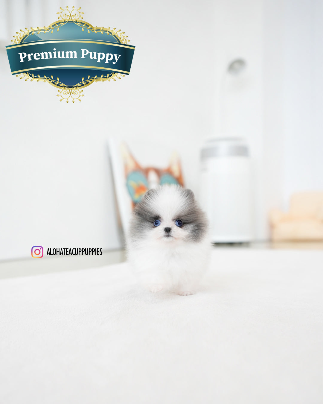 Prada [茶杯博美犬]