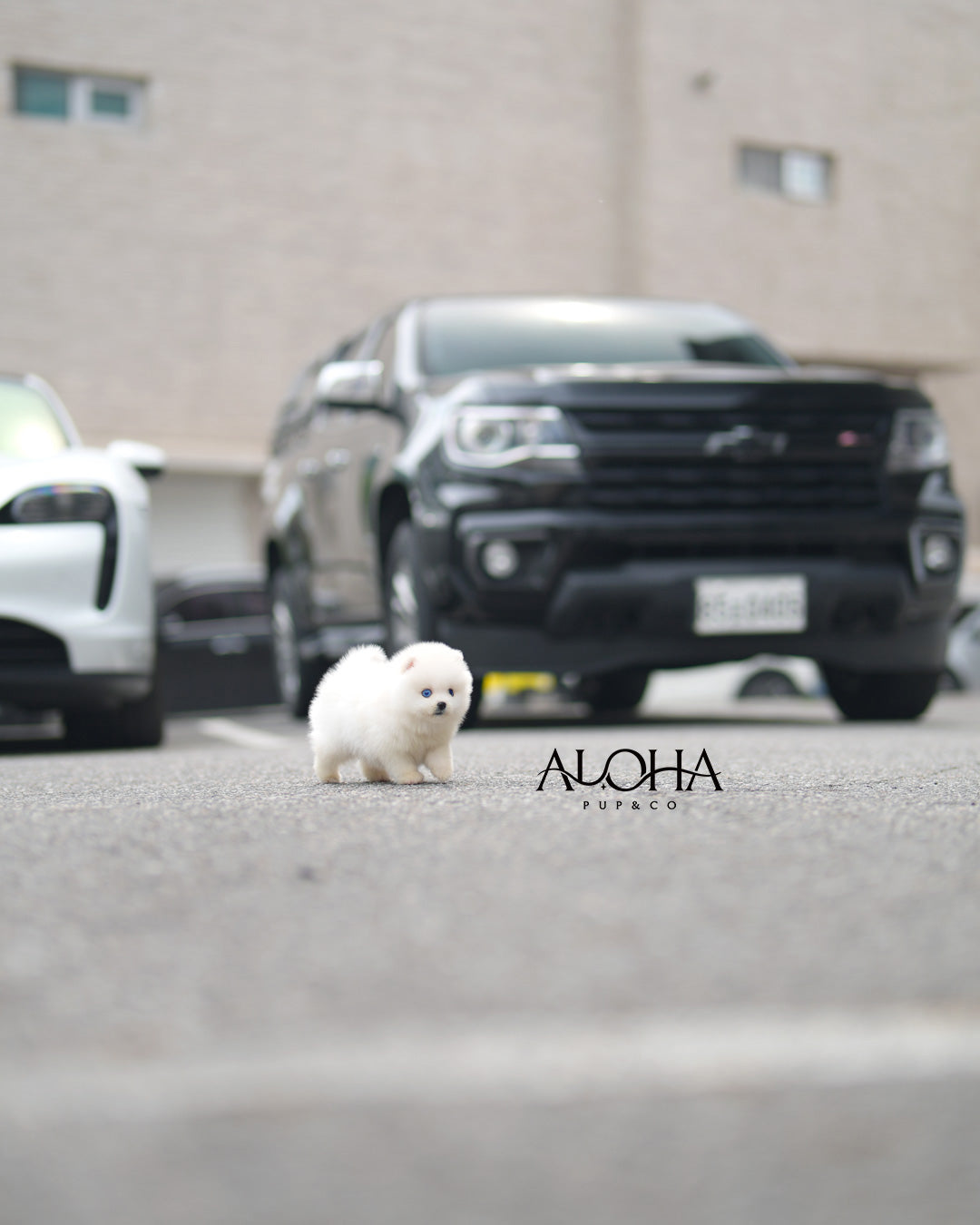 Ian [Mini POMSKY]