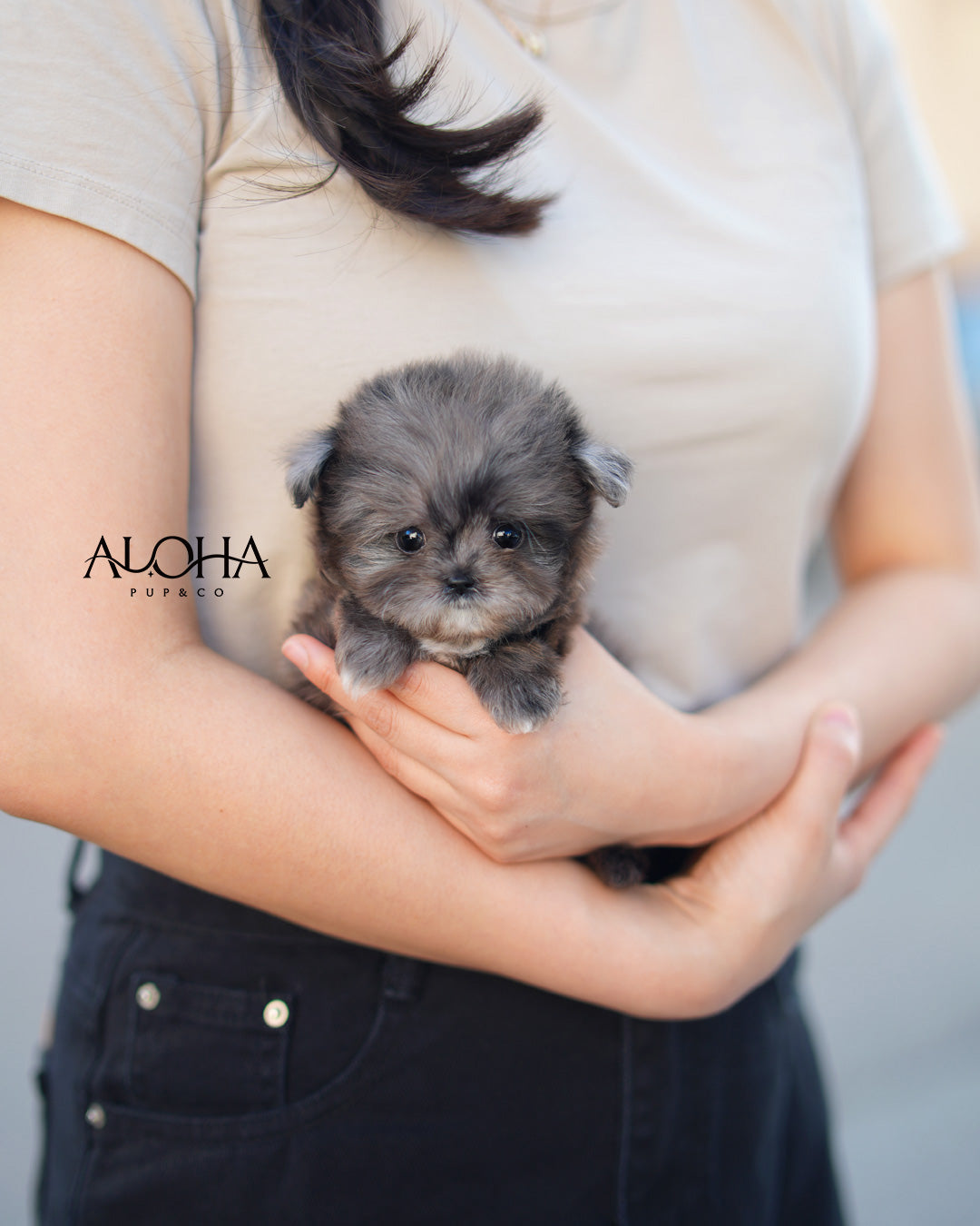 Fofo [TEACUP MALTIPOO]
