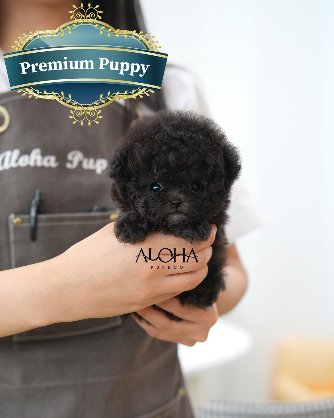 Nana [TEACUP POODLE]