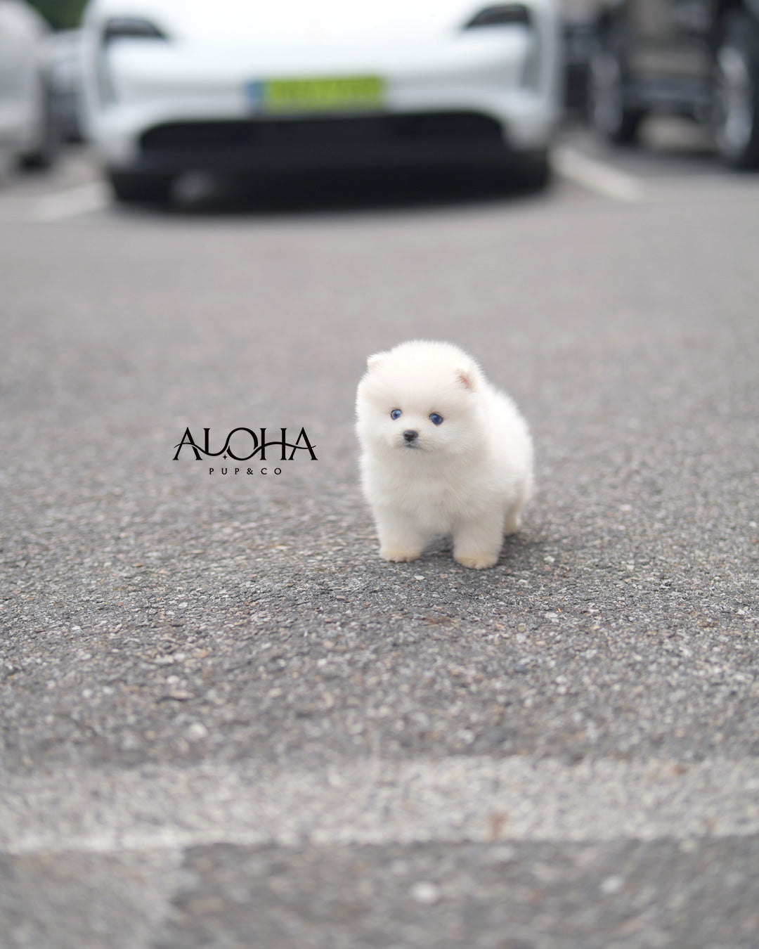 Ian [Mini POMSKY]