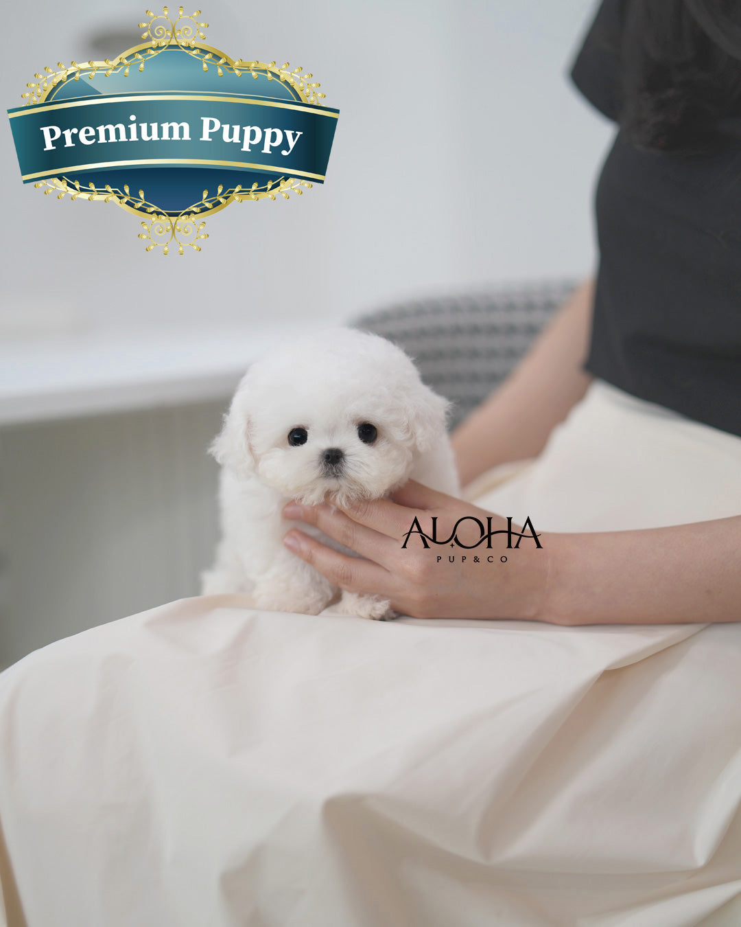Owen [TEACUP BICHON Frise]