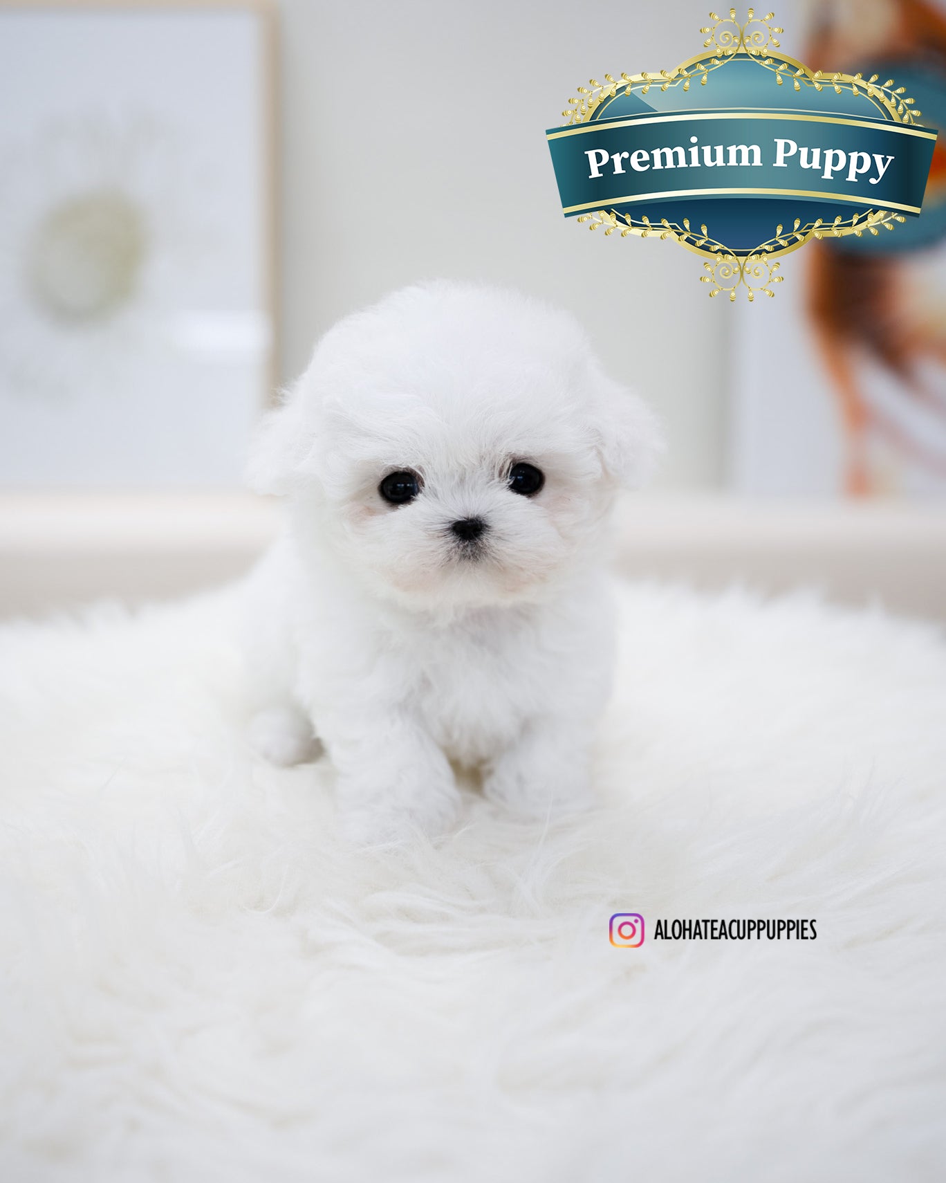 bonbon [TEACUP BICHON]