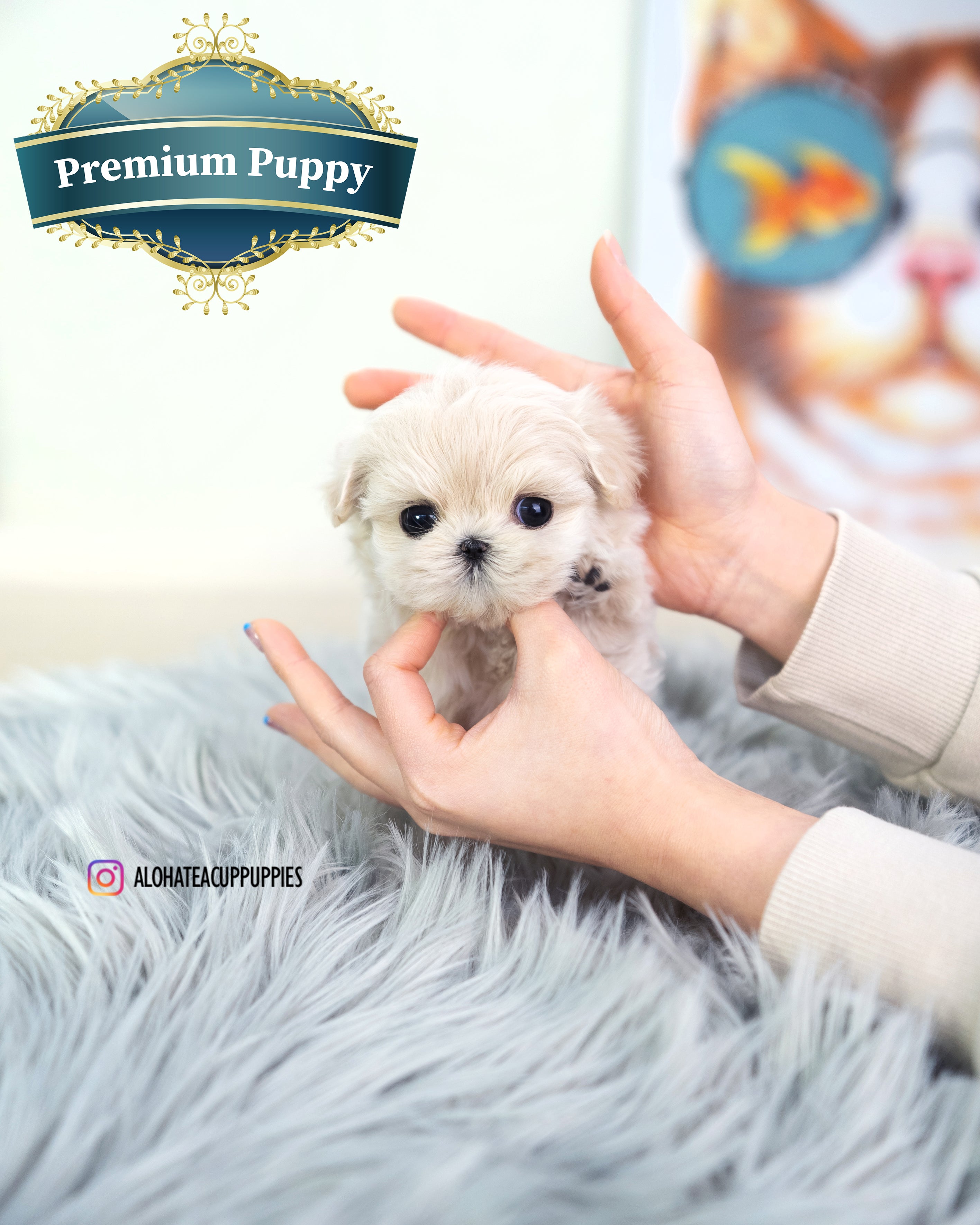 Susan [TEACUP MALTIPOO]