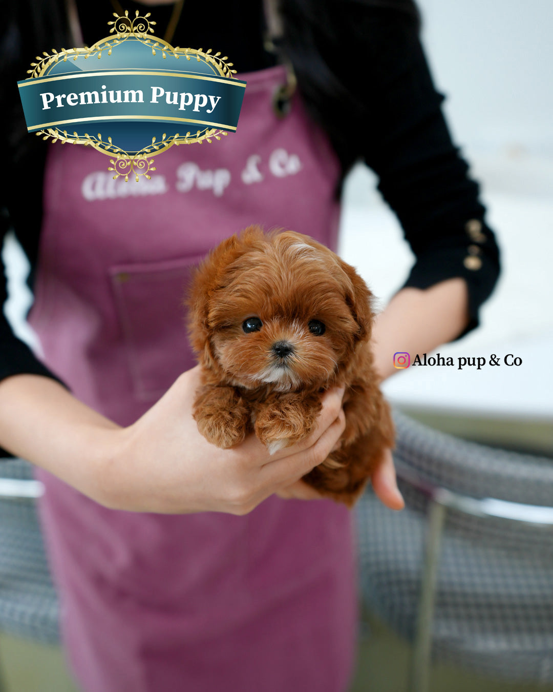 Pearl [TEACUP MALTIPOO]