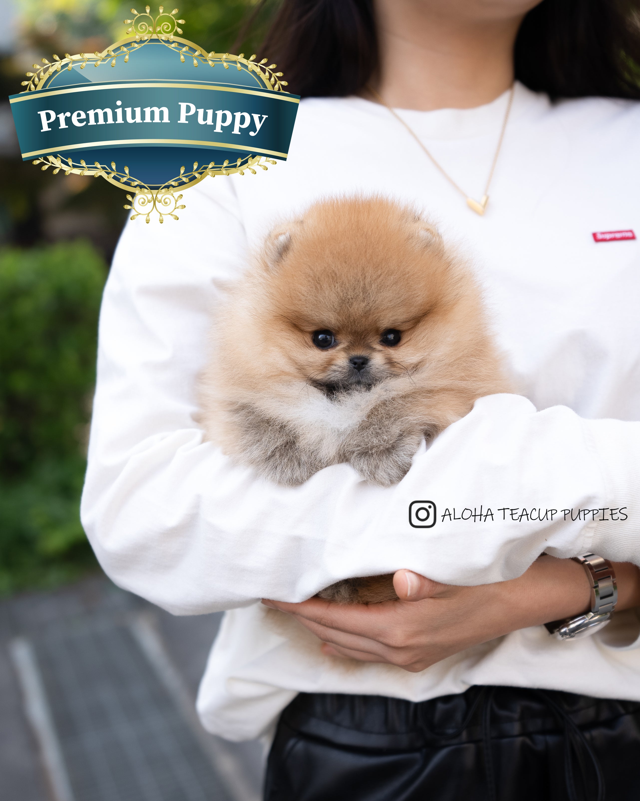 西奥 [茶杯博美犬]
