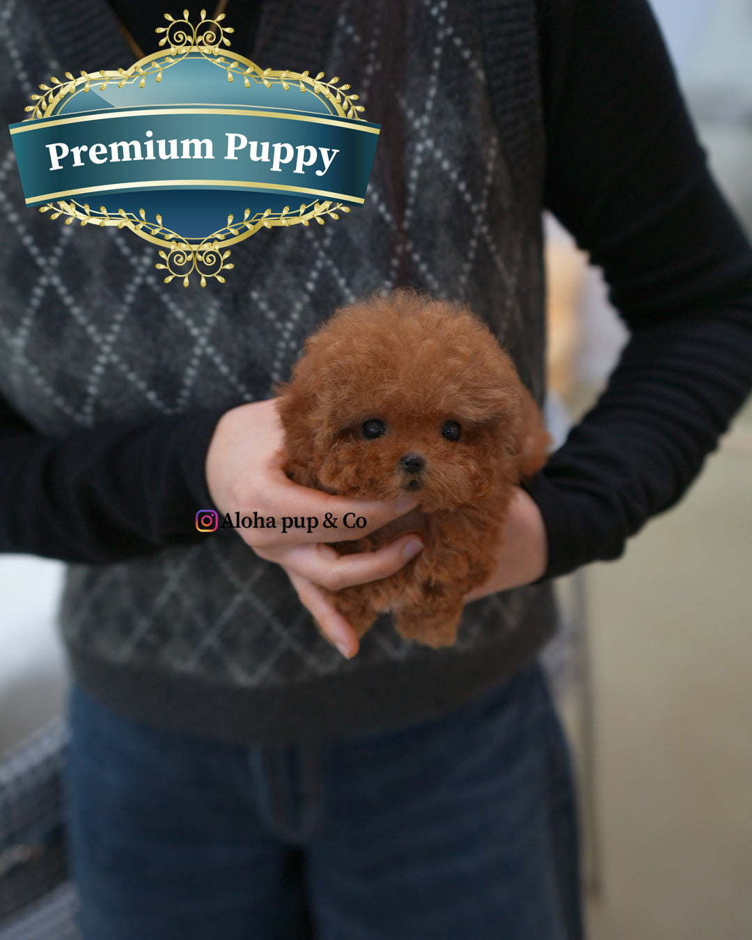 Betty [TEACUP POODLE]