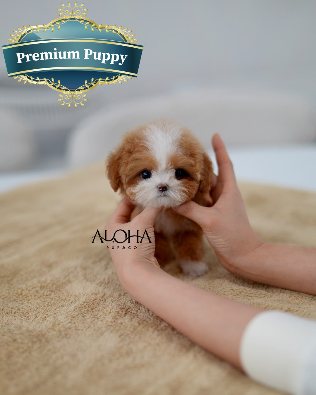 Molly [TEACUP MALTIPOO]