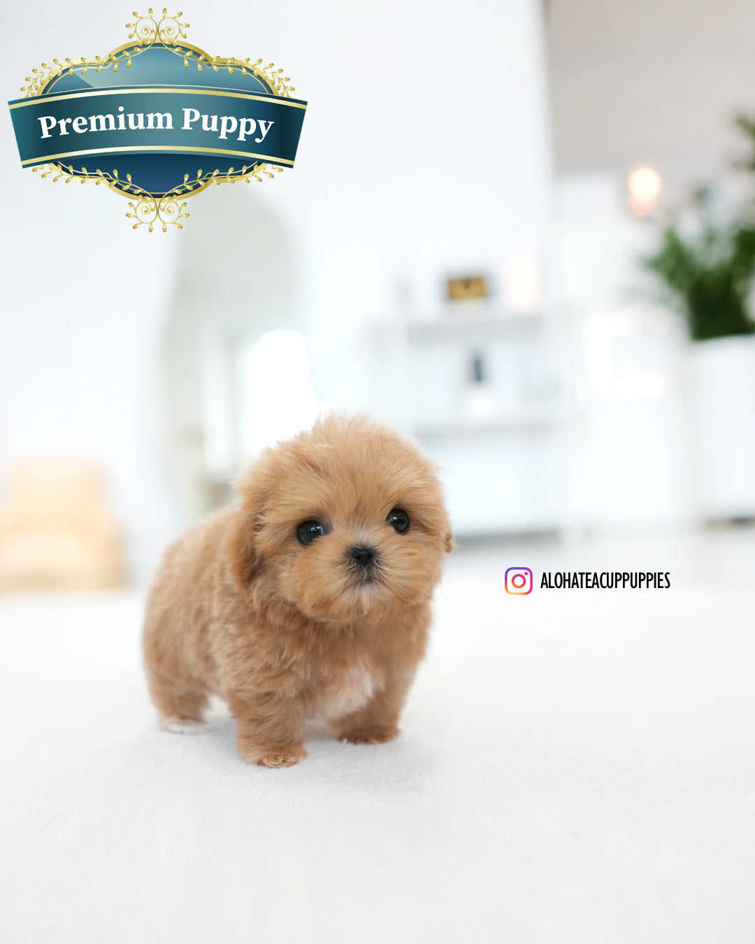 Eris [TEACUP MALTIPOO]