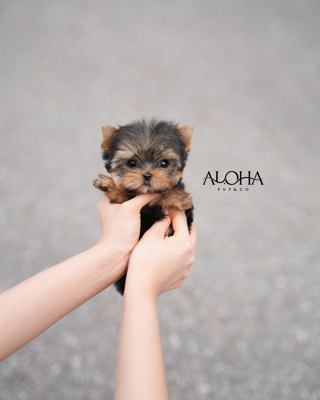 Dana [Teacup Yorkie]
