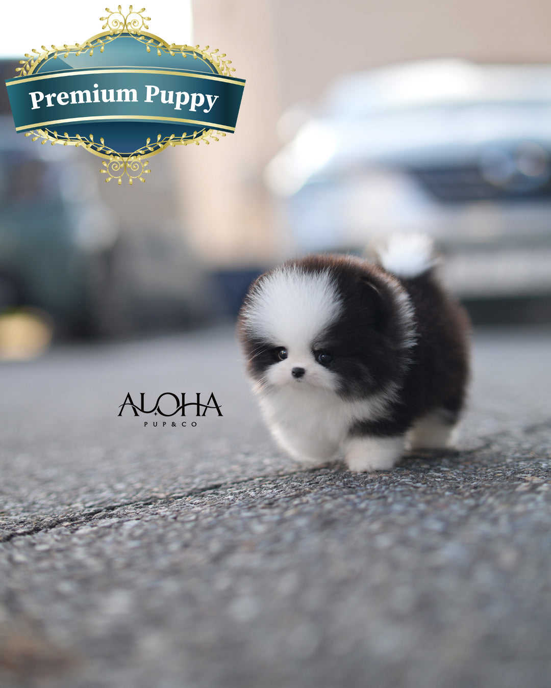 Pingu [TEACUP POMERANIAN]