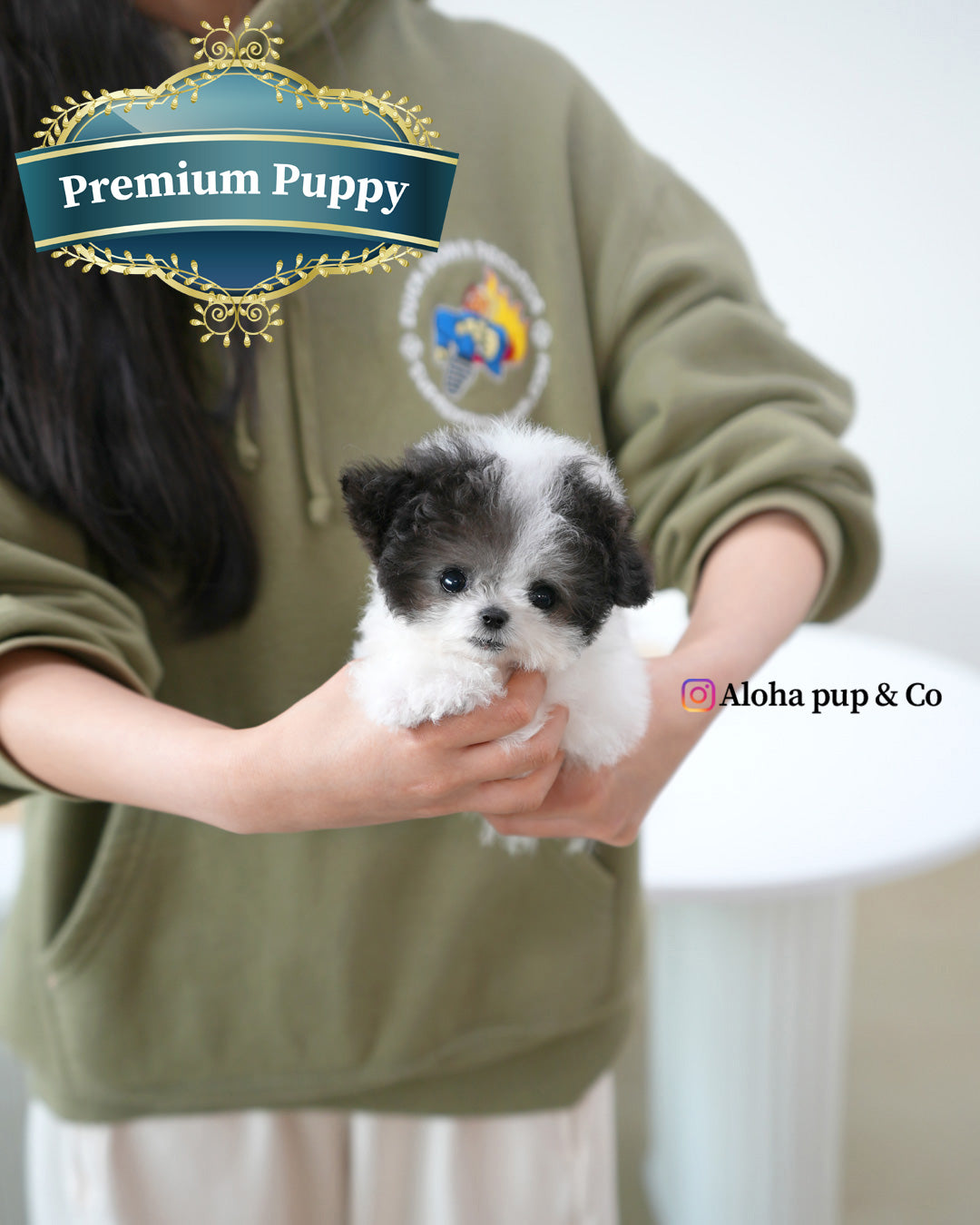Heidi [TEACUP POODLE]