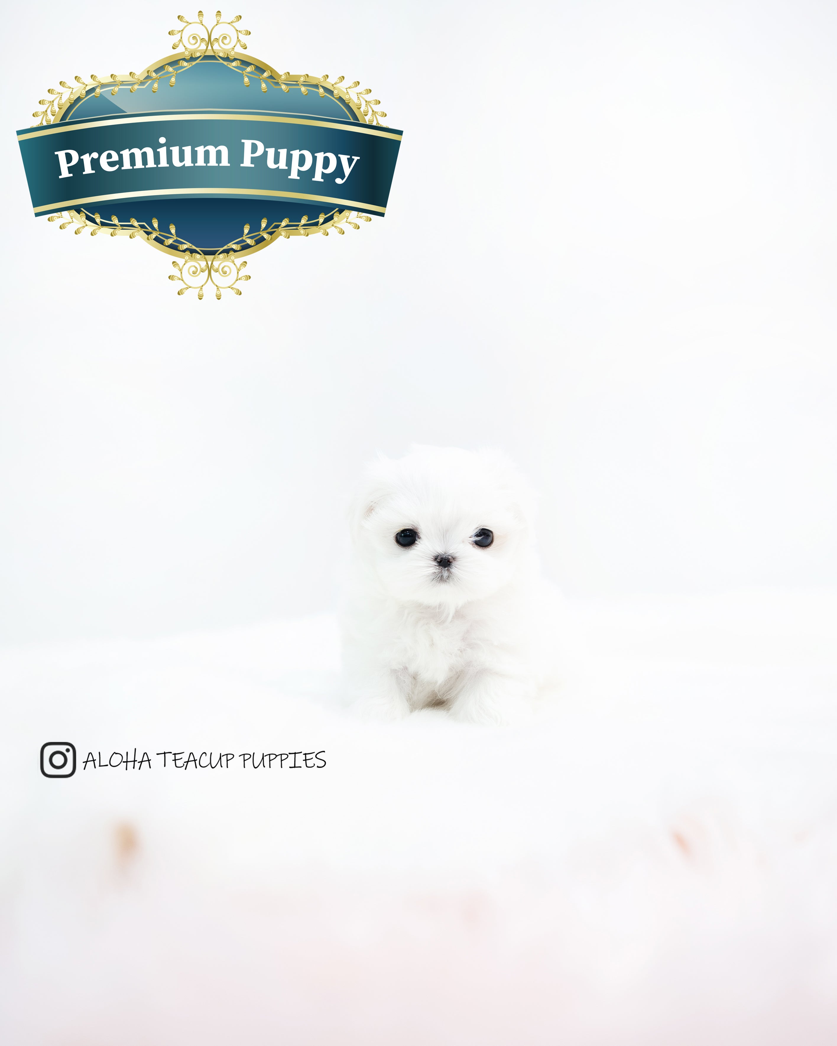 Evie [TEACUP MALTESE]