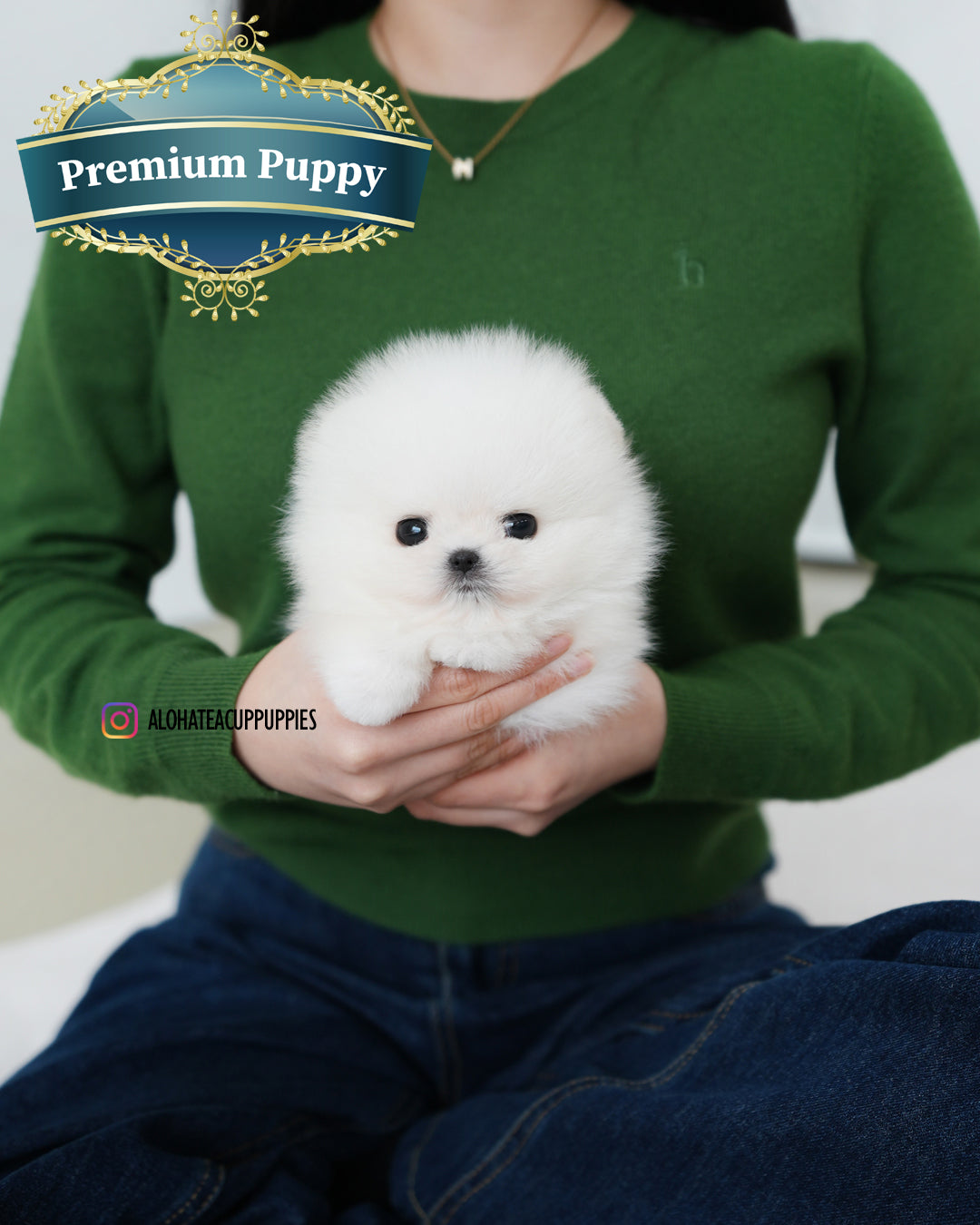 艾奥娜 [茶杯博美犬]