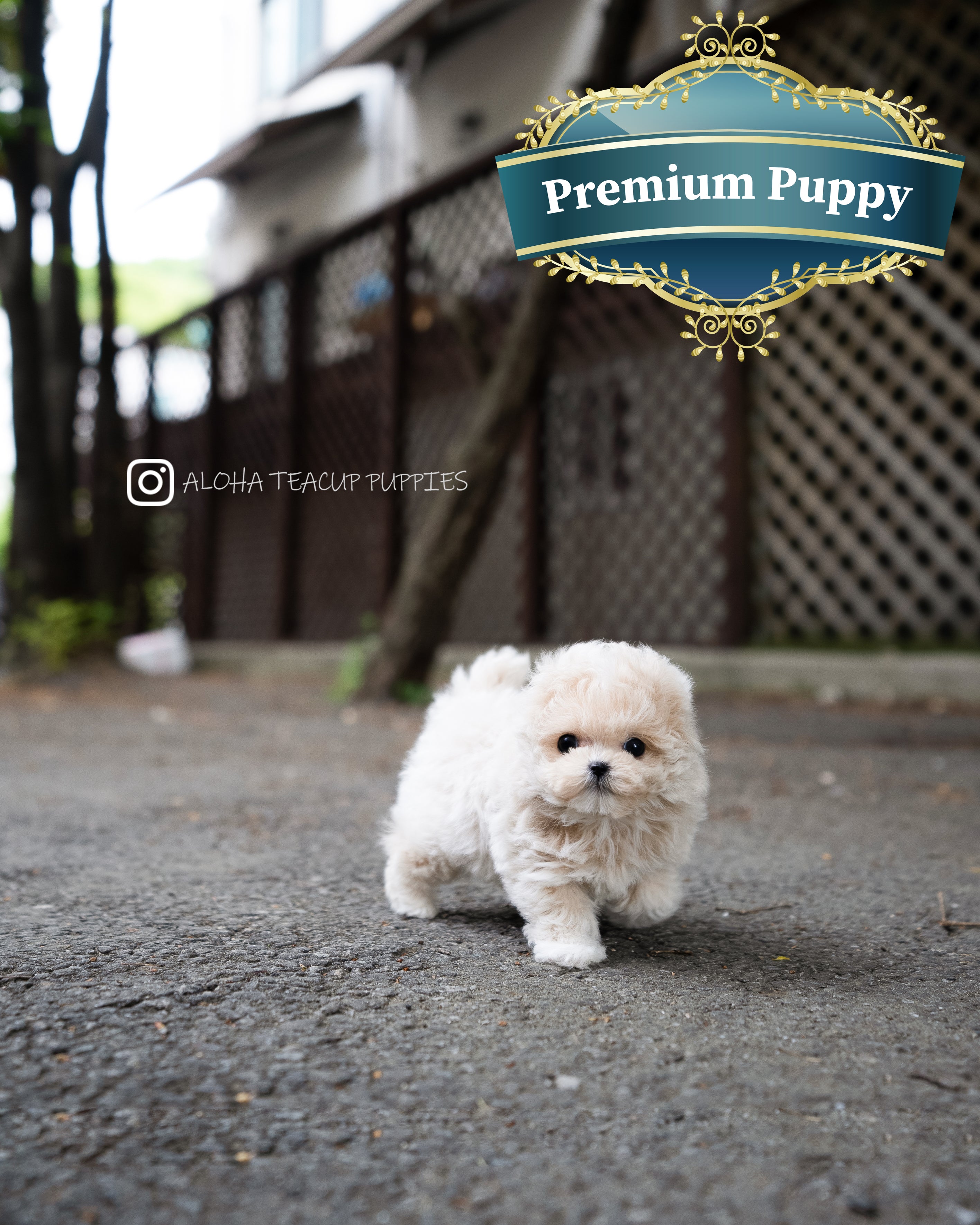 Ozzy [TEACUP MALTIPOO]