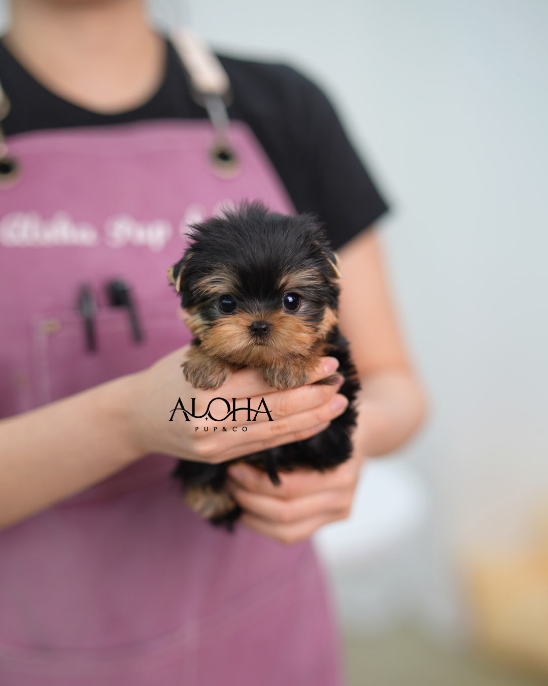 Tara [Teacup Yorkie]