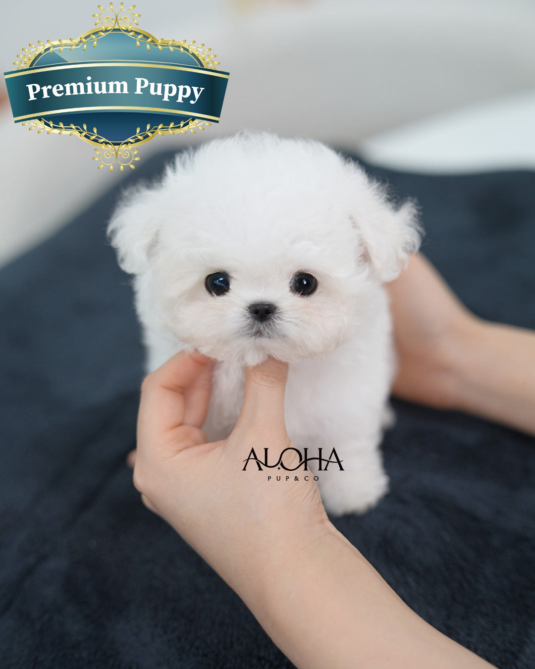 Blue [TEACUP BICHON Frise]