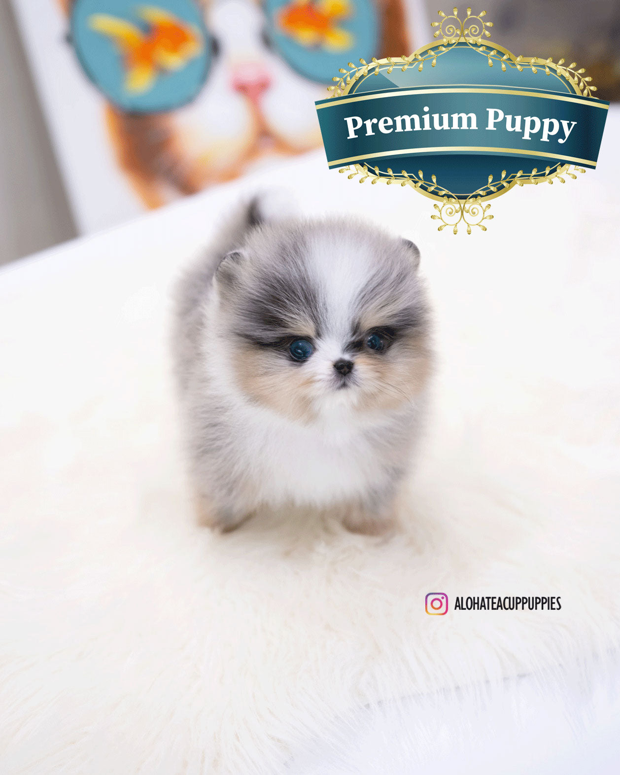 Moon [TEACUP POMERANIAN]