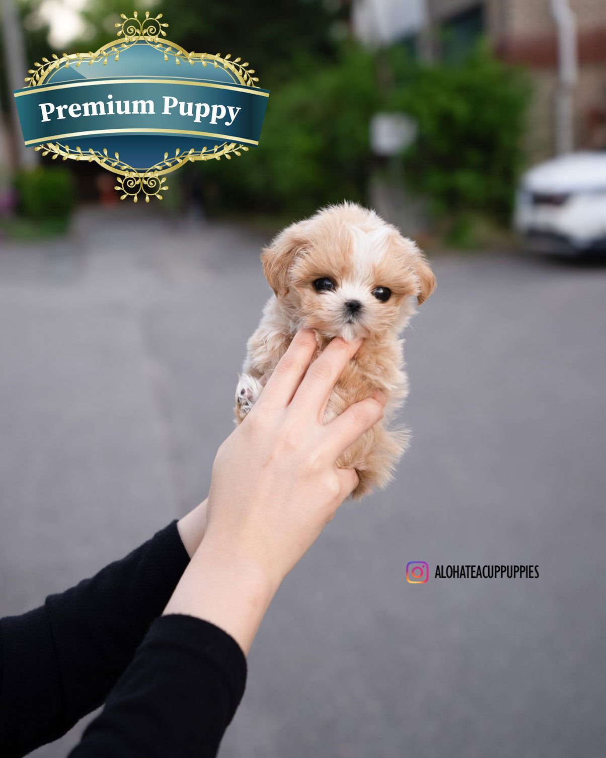 Lyn [TEACUP MALTIPOO]