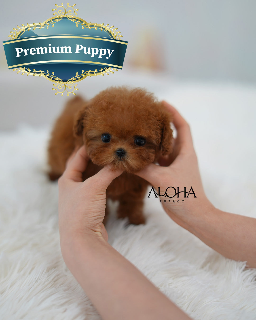 Sasha [TEACUP POODLE]
