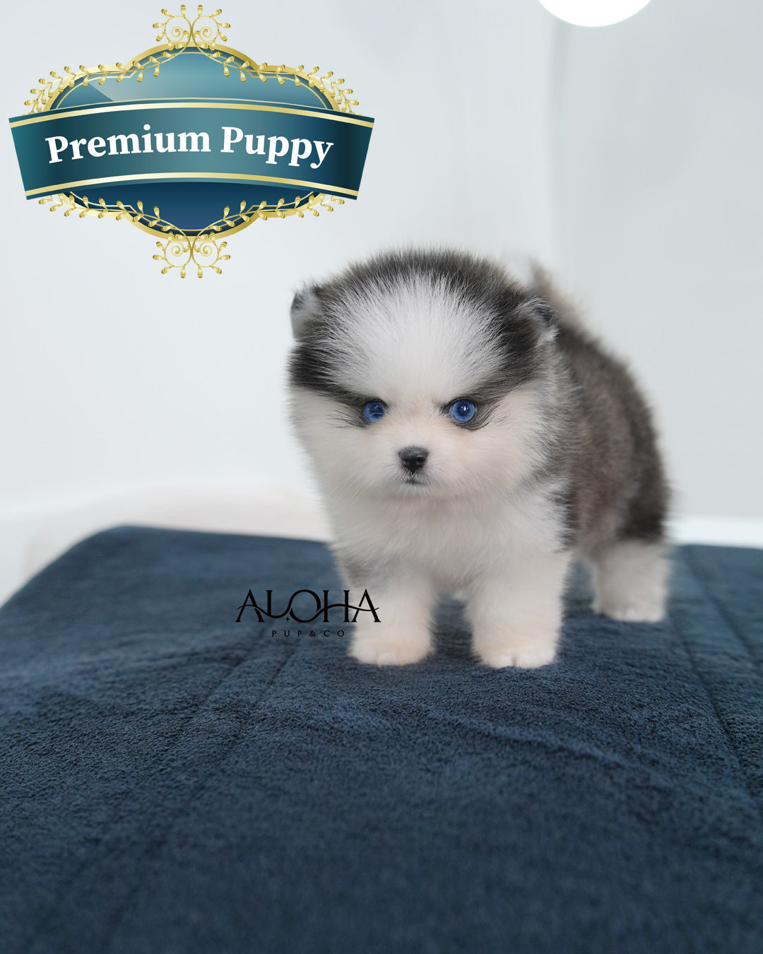 Avie [Mini POMSKY]