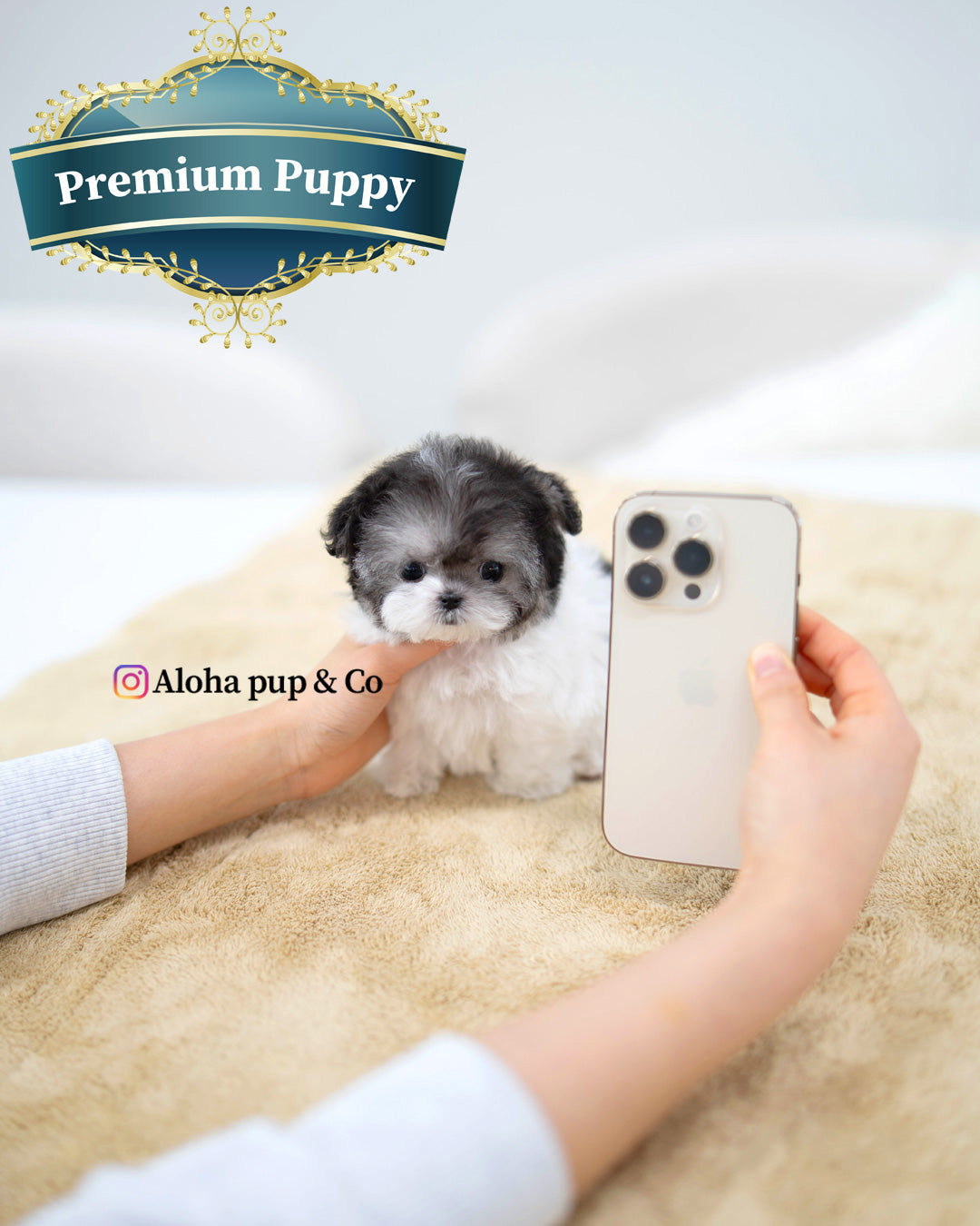 Vant [TEACUP POODLE]