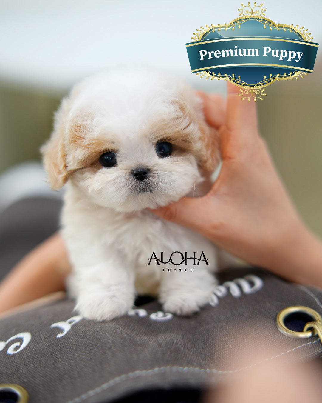 Timmy [TEACUP MALTIPOO]