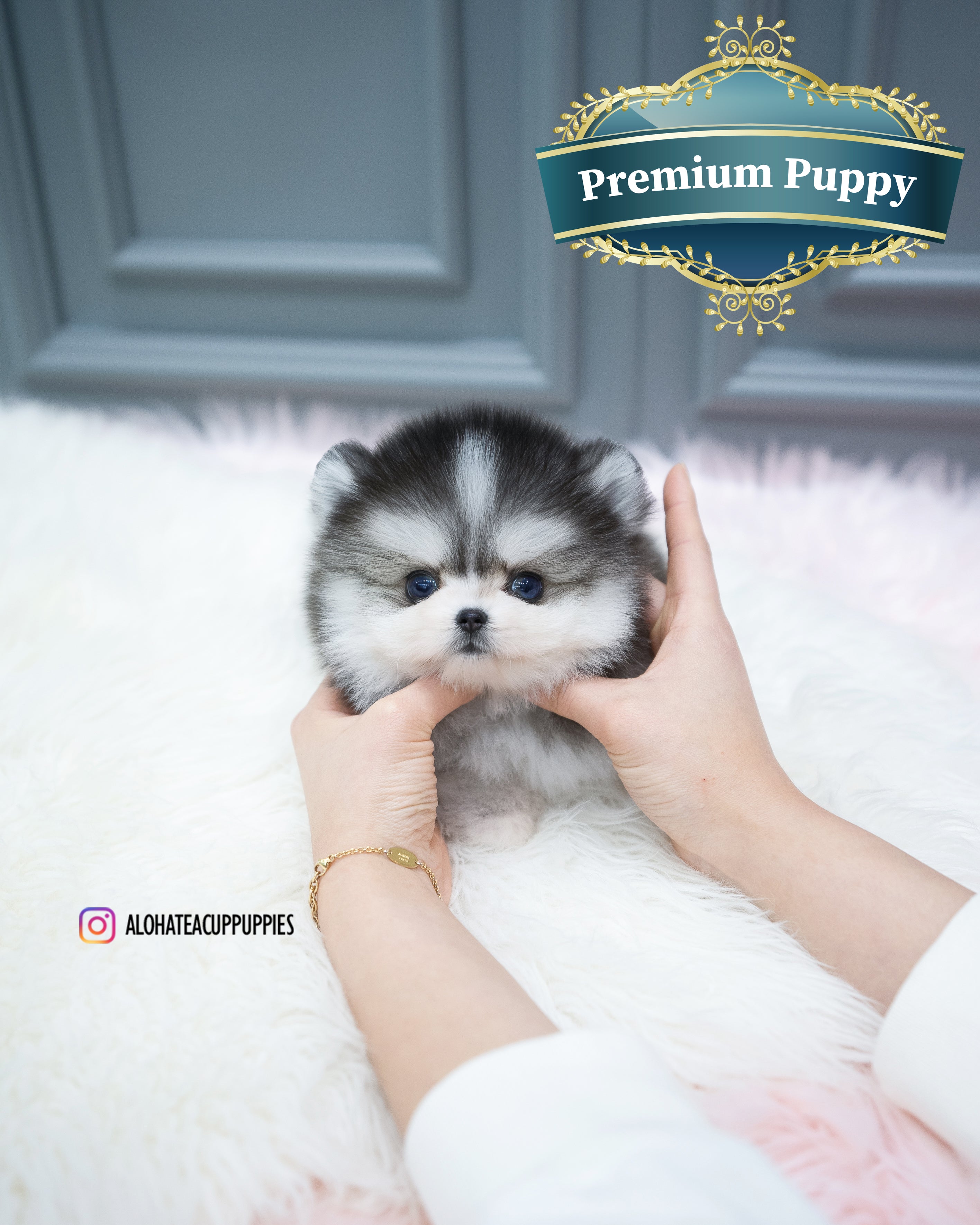 Royal [TEACUP POMSKY]