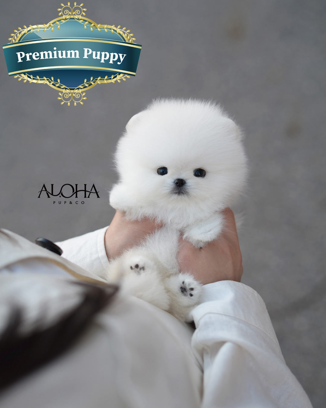 Aria [TEACUP POMERANIAN]