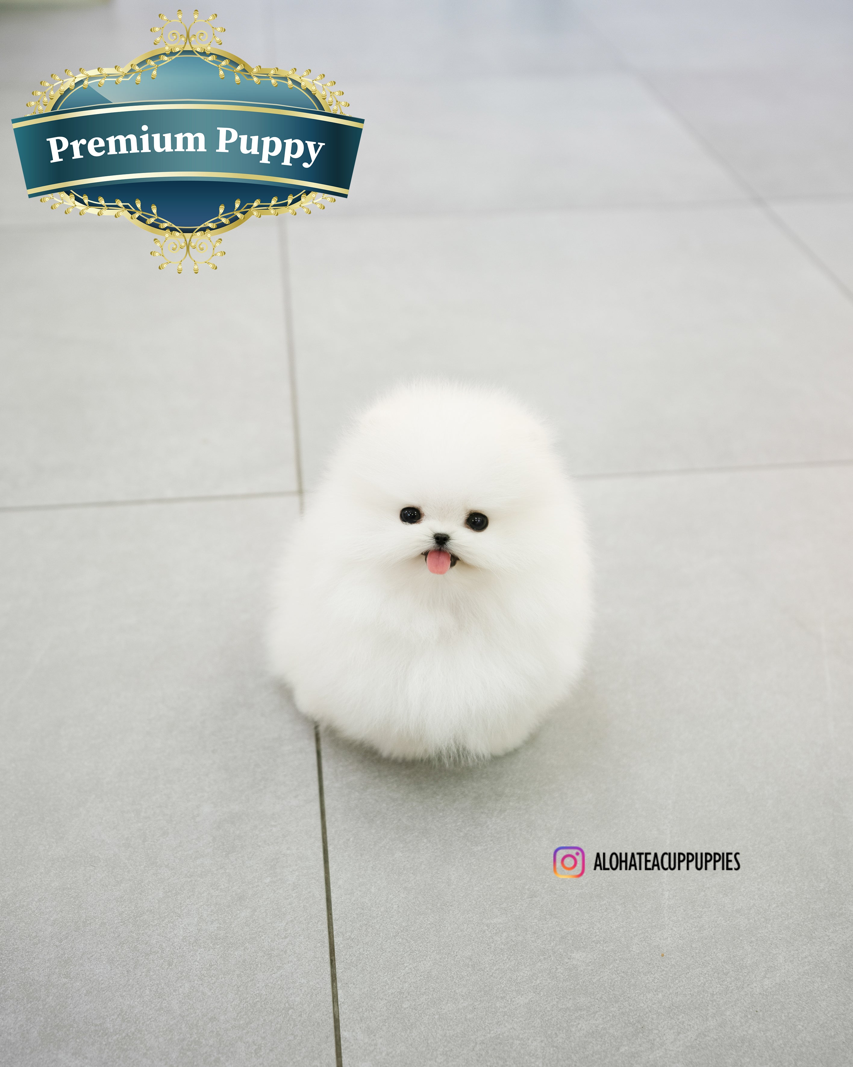 Poppy [TEACUP POMERANIAN]