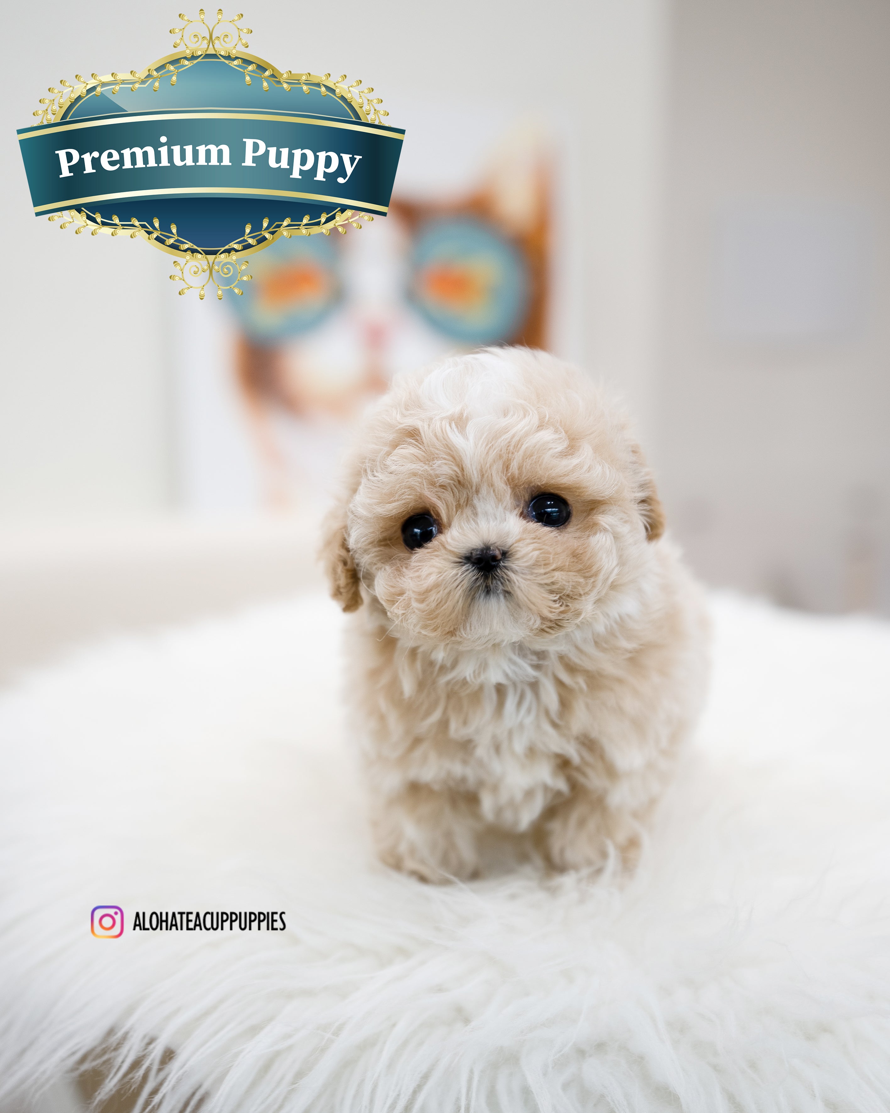 Loewe [TEACUP MALTIPOO]