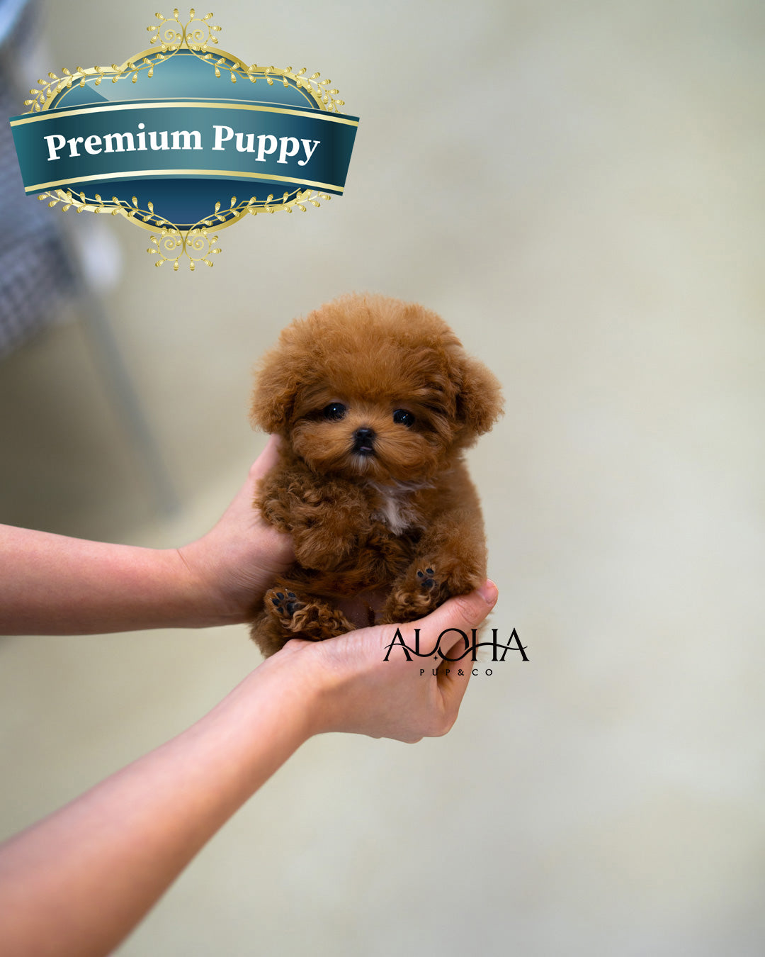 Bay [TEACUP POODLE]