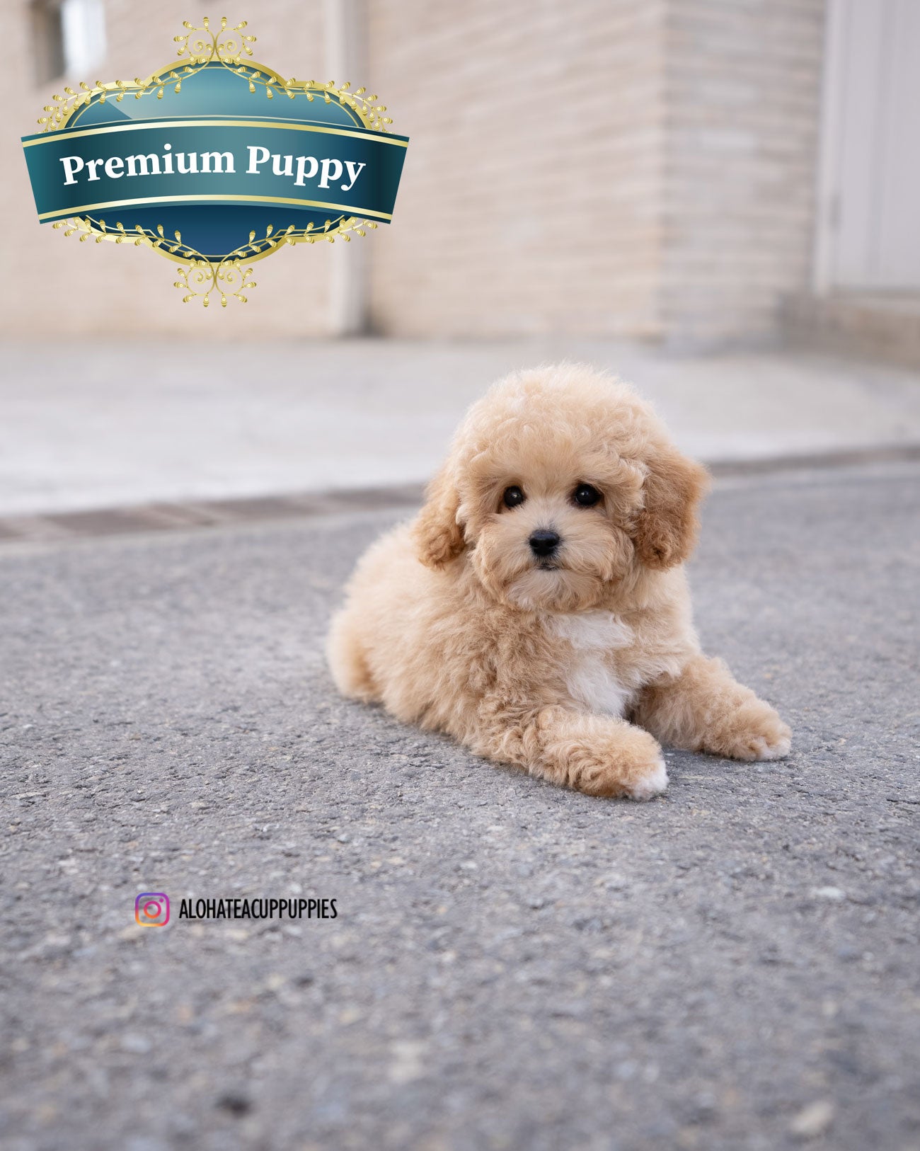 POO [MINI GOLDEN DOODLE]