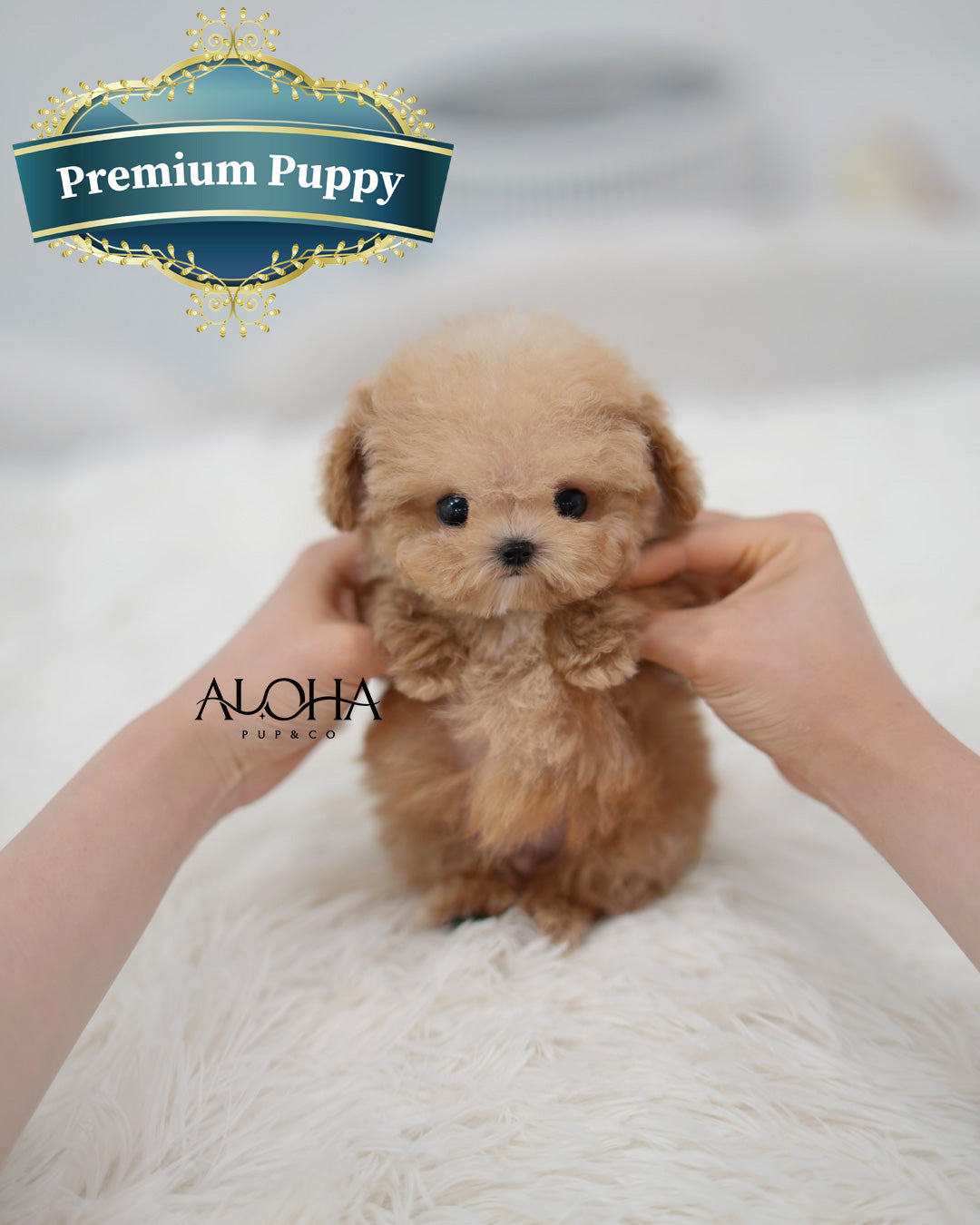 Leon [TEACUP POODLE]