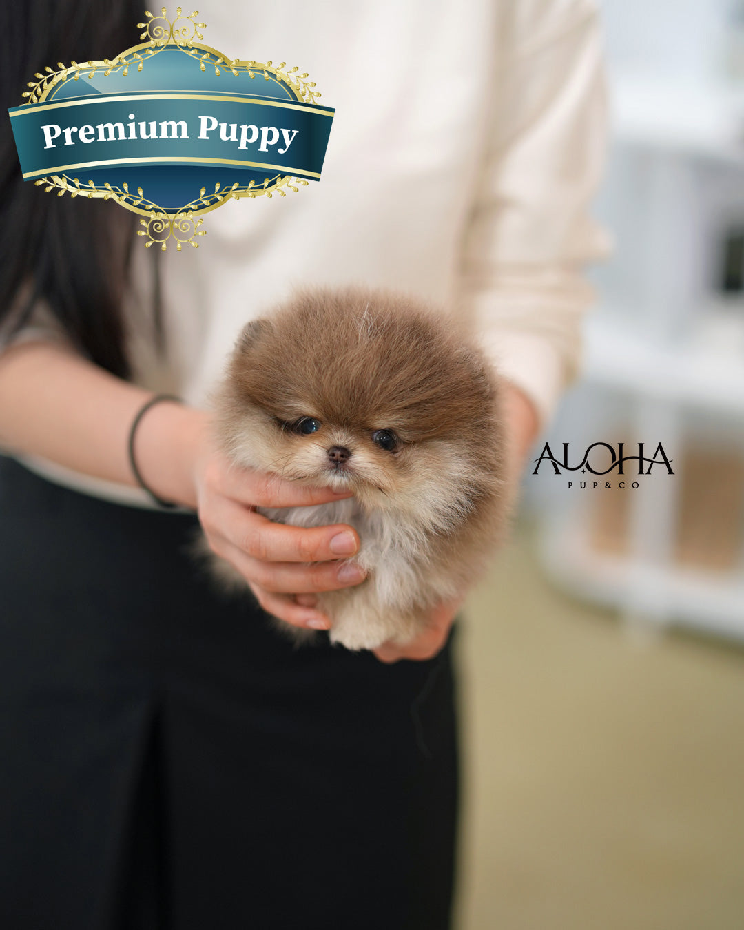 Fendi [POMERANIA TOY]