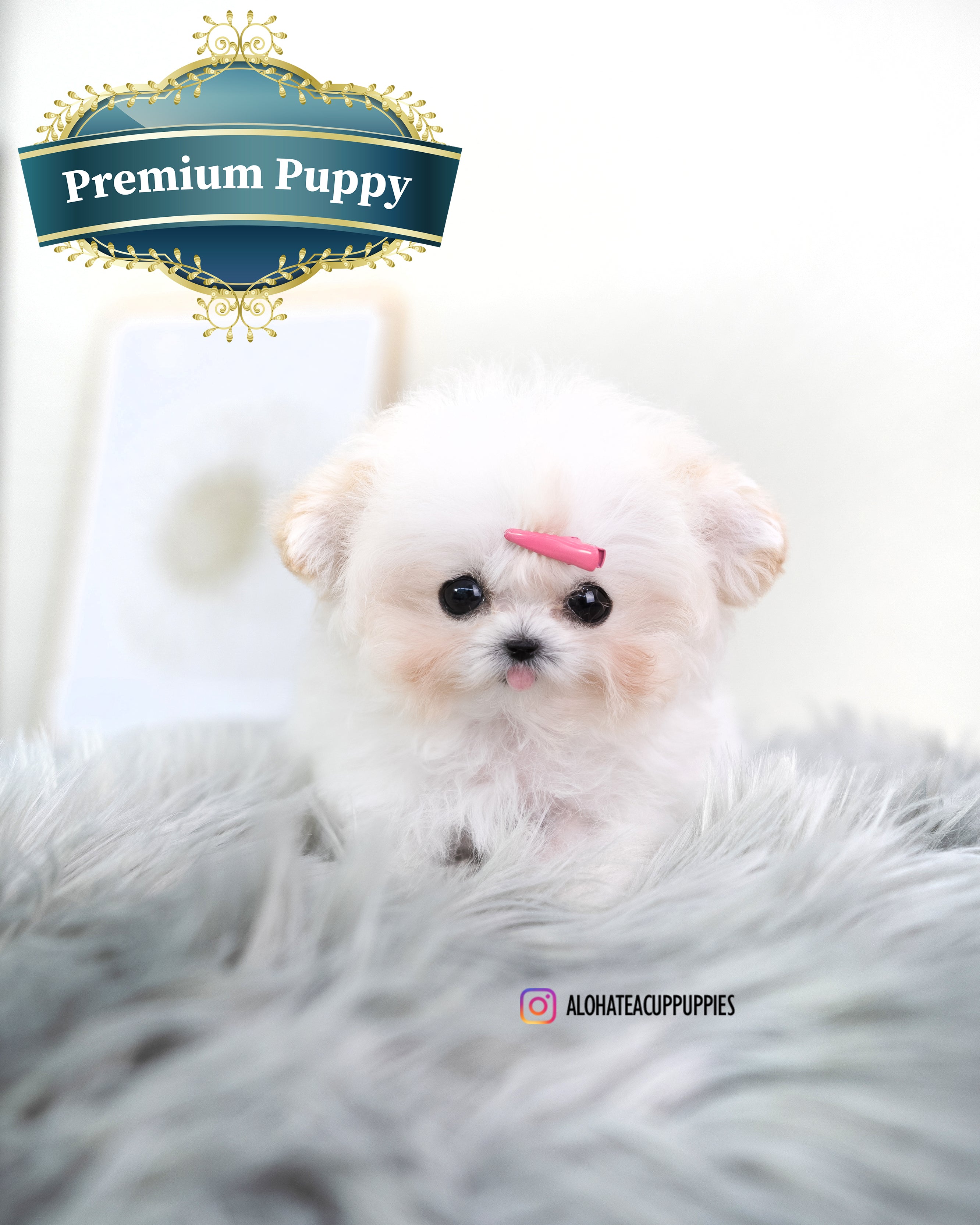 Avril [TINY POODLE]