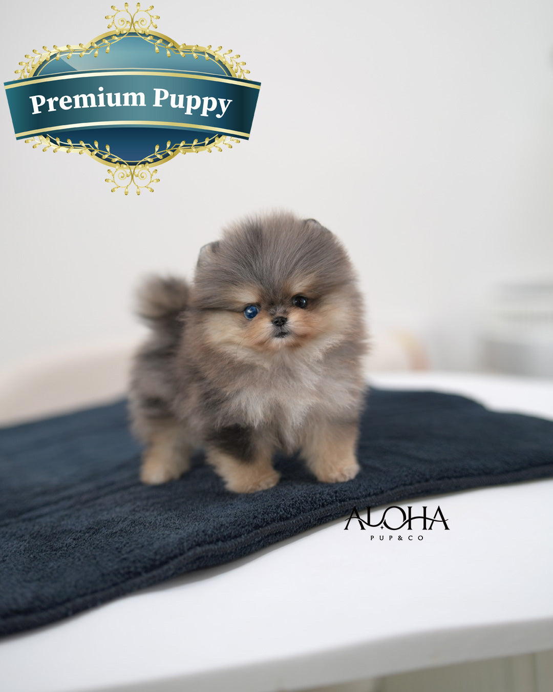 Poco [TEACUP POMERANIAN]