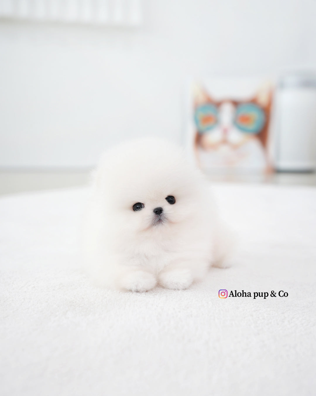Boo [POMERANIA TAZA DE TÉ]