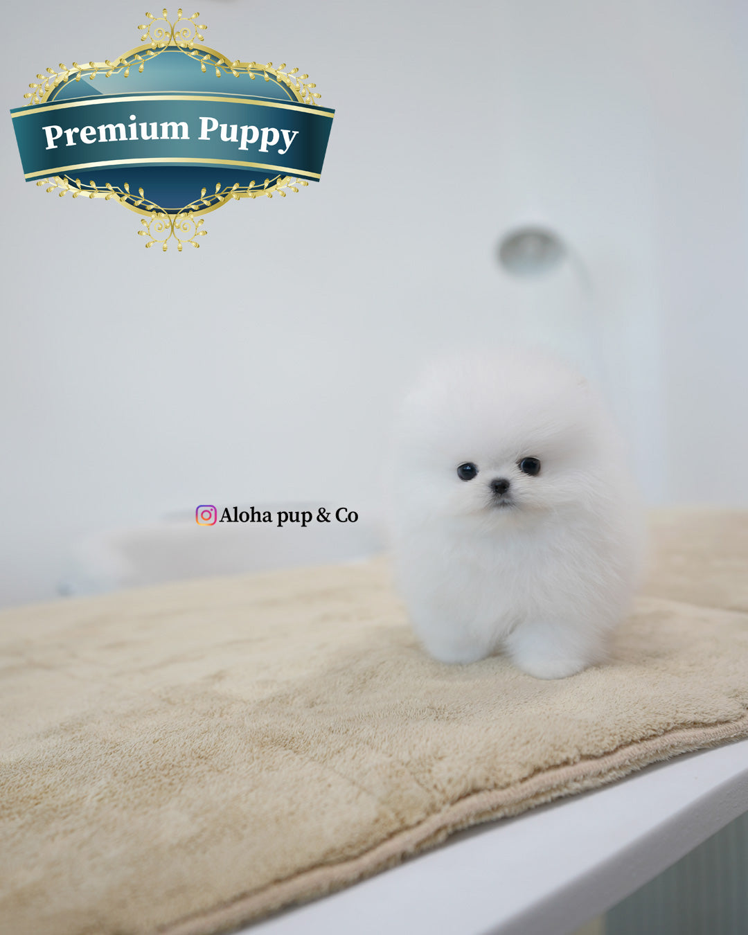 Tom [POMERANIA TIPO TAZA]