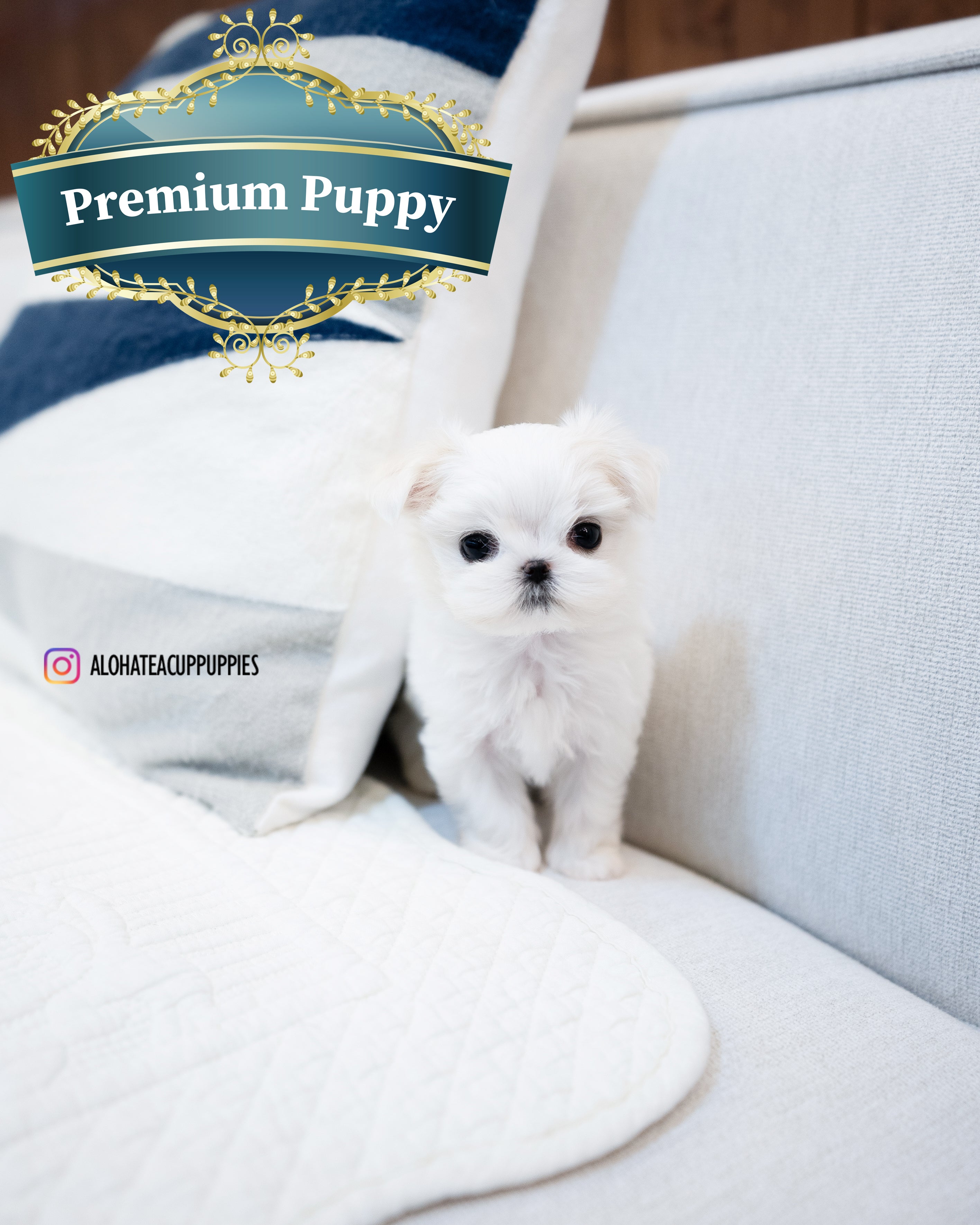 Elena [TEACUP MALTESE]