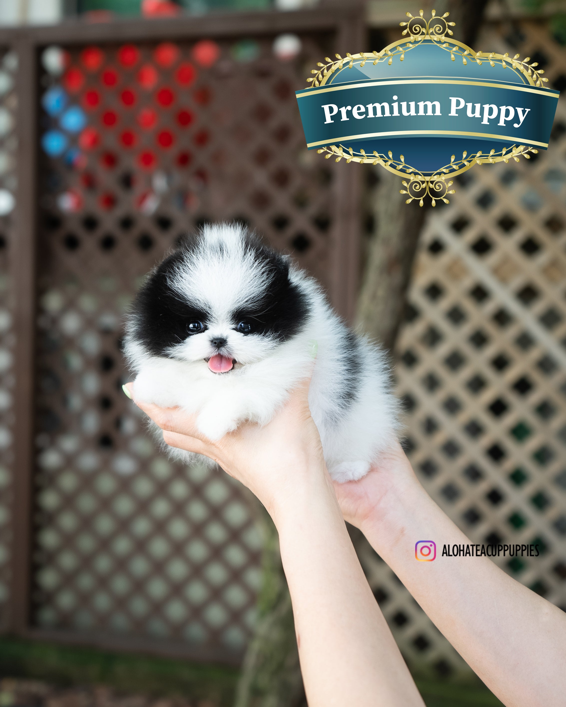 诺拉 [茶杯博美犬]