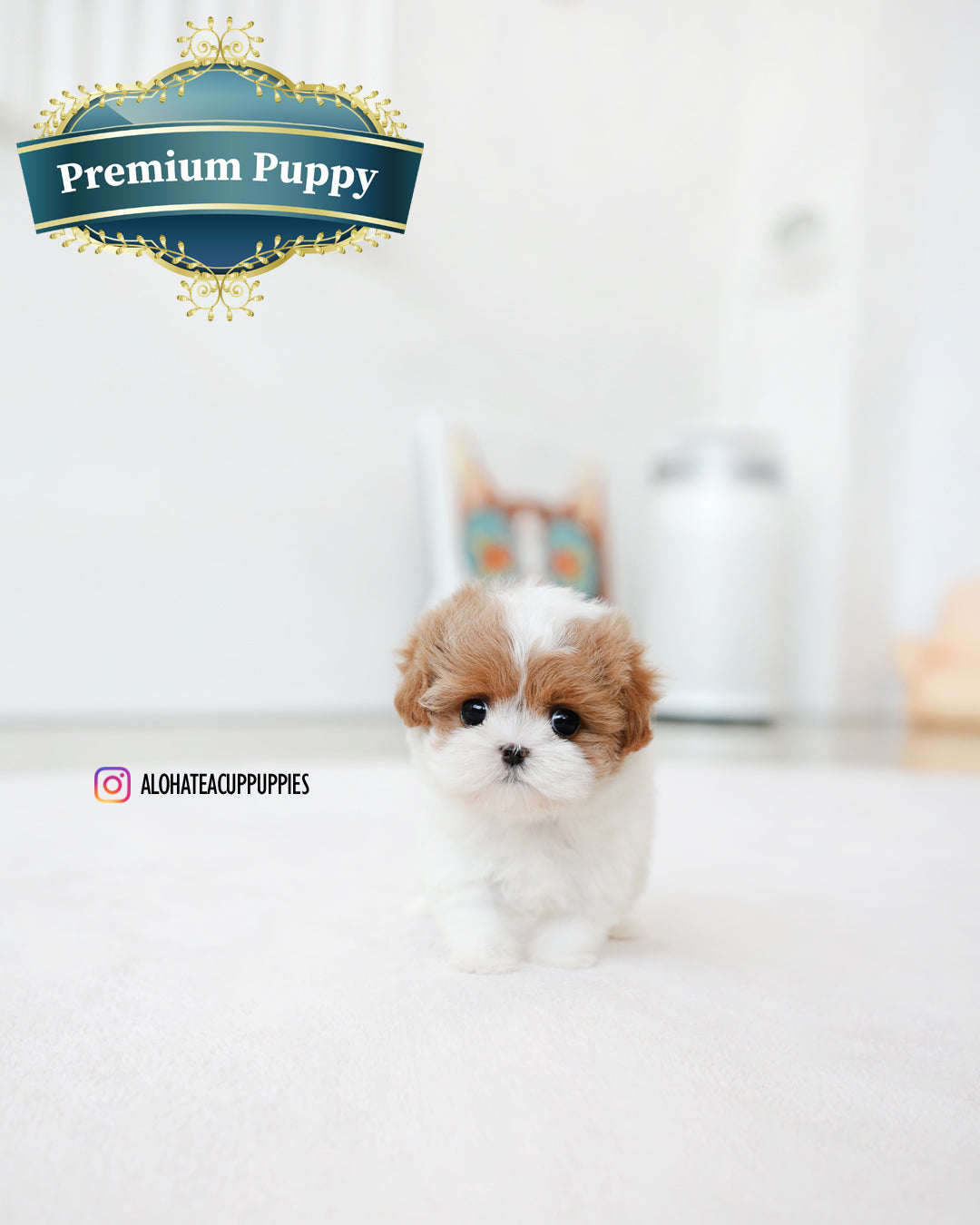 Lucy [TEACUP MALTIPOO]